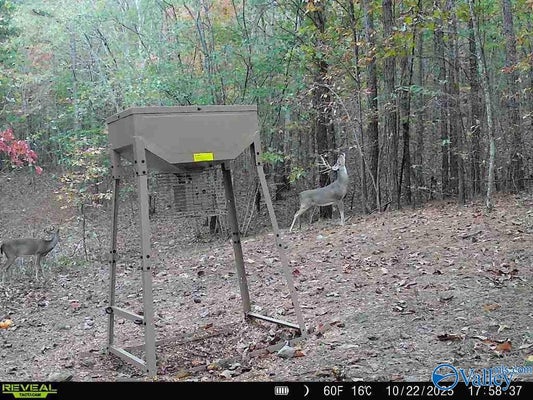 US-11, VALLEY HEAD, AL 35989 - Image 93d460bd0fbe1ec2b182e4d04e5bedae/2092990799