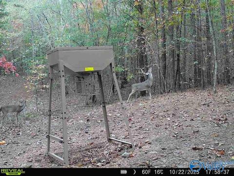 Vacant Land For Sale - 100 AC Highway 11<br/> Valley Head, AL 35989