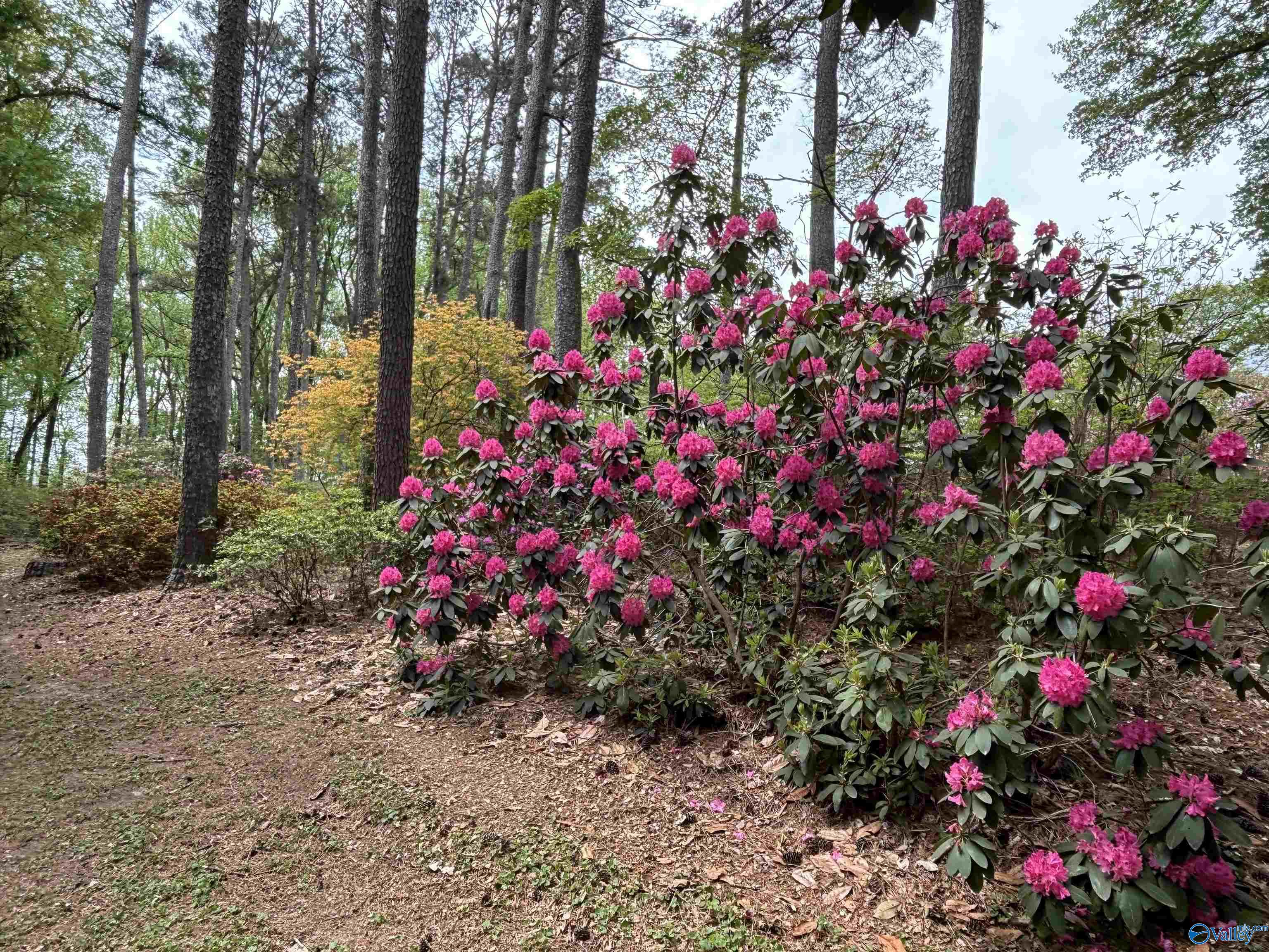 606 Coby Circle, Albertville, Alabama image 46