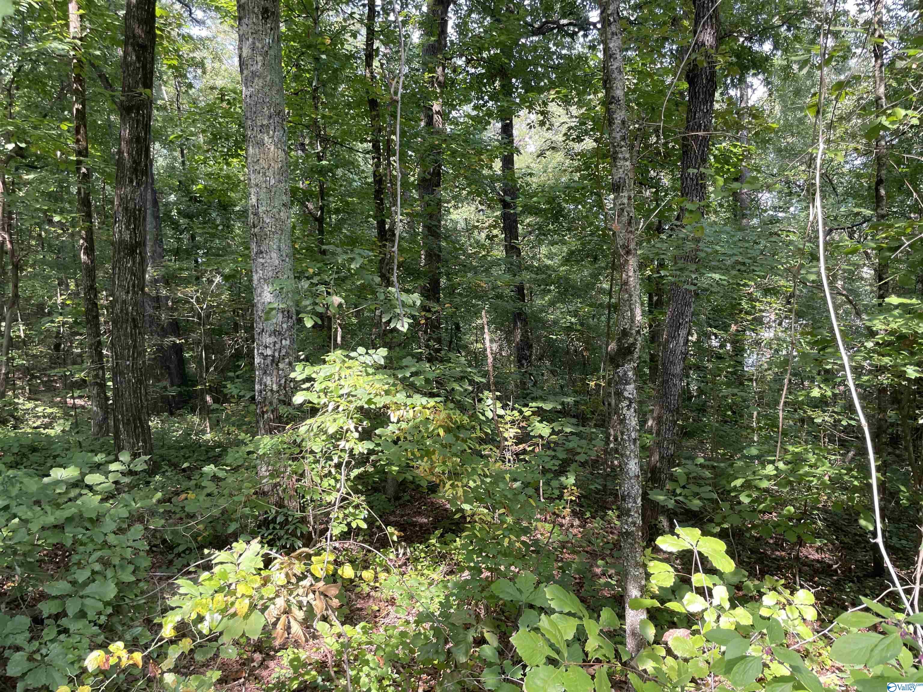 0.53 +/- Acres Mountain Top Road, Southside, Alabama image 2