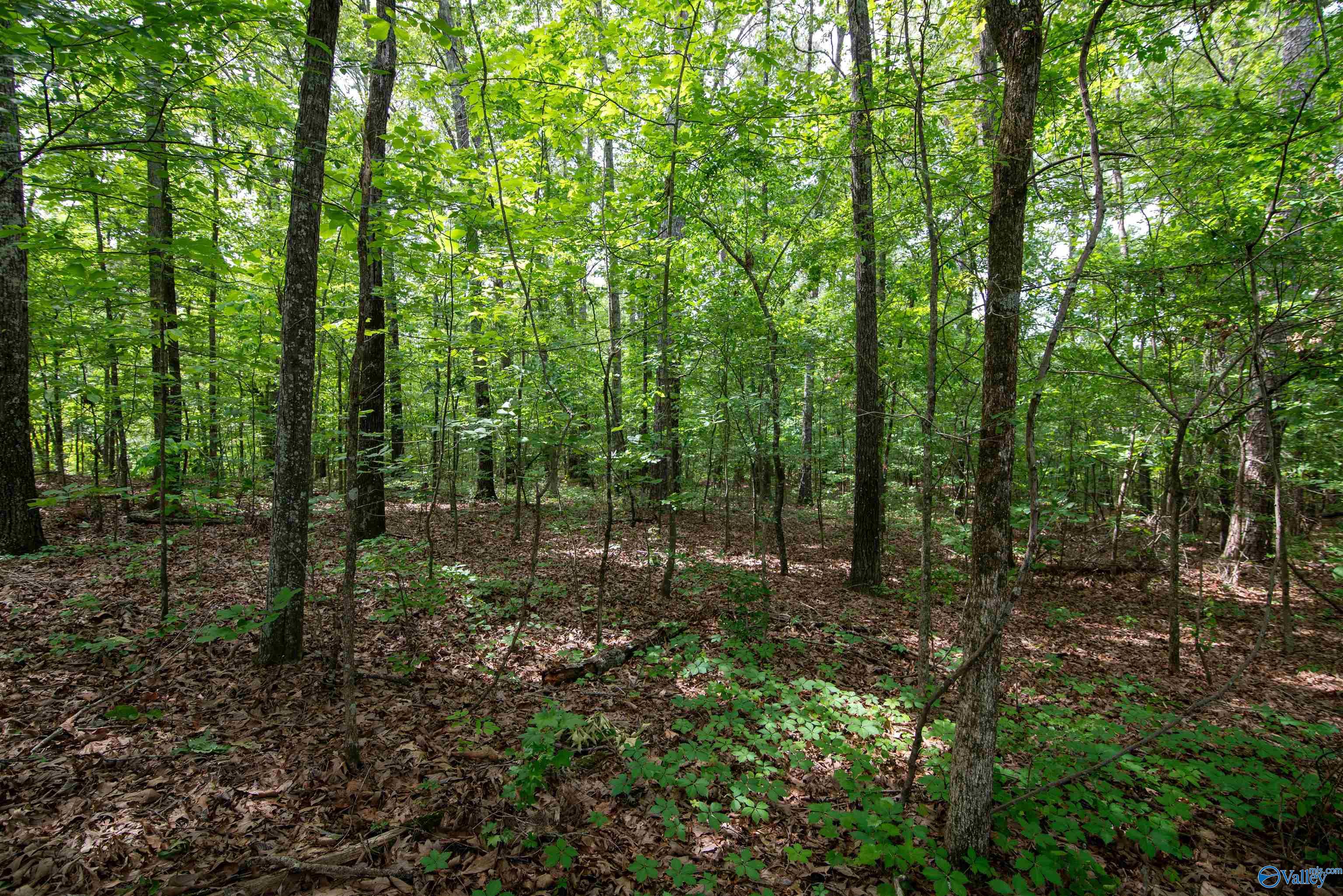 1.6 Norris Mill Road, Hartselle, Alabama image 26