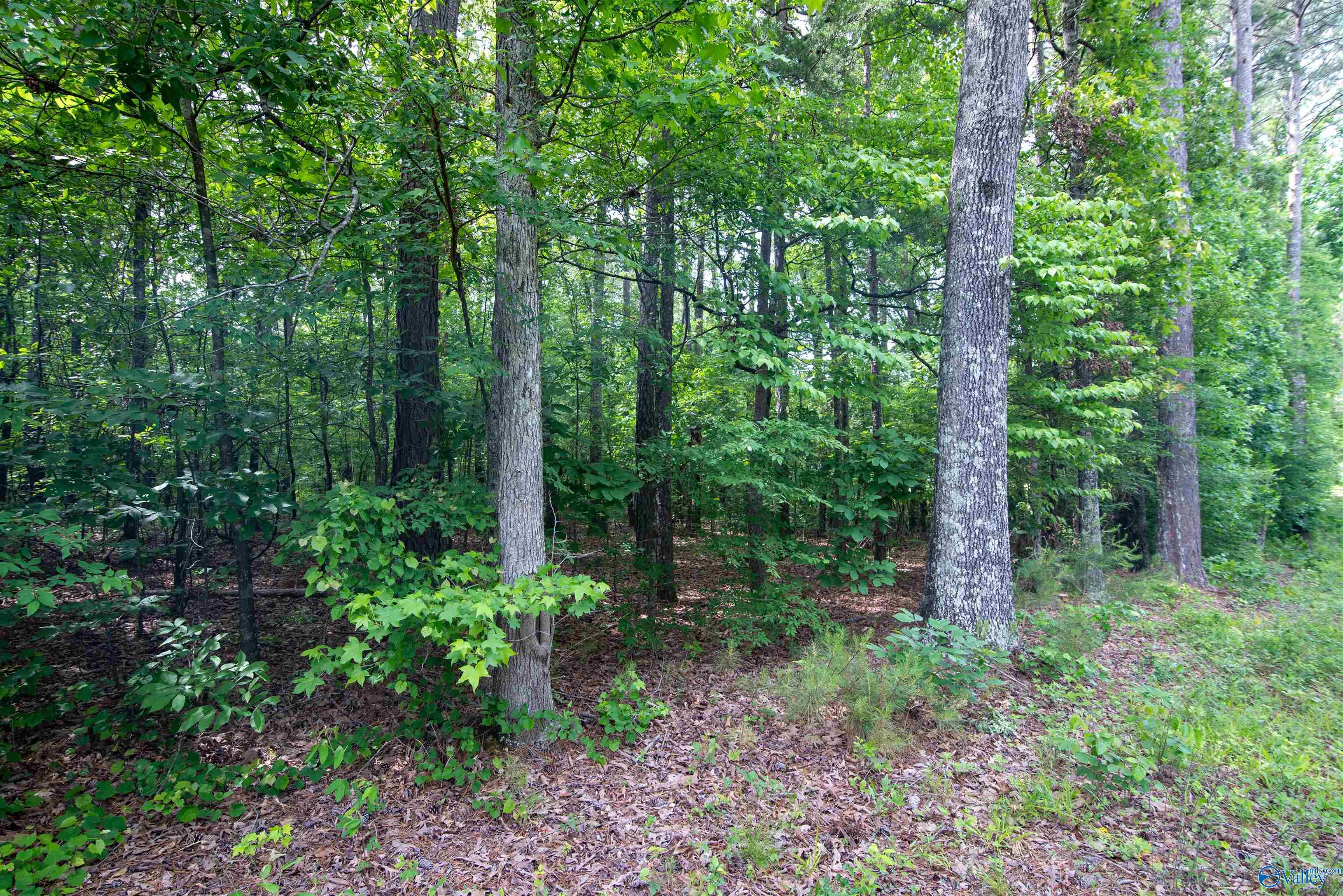 1.6 Norris Mill Road, Hartselle, Alabama image 25