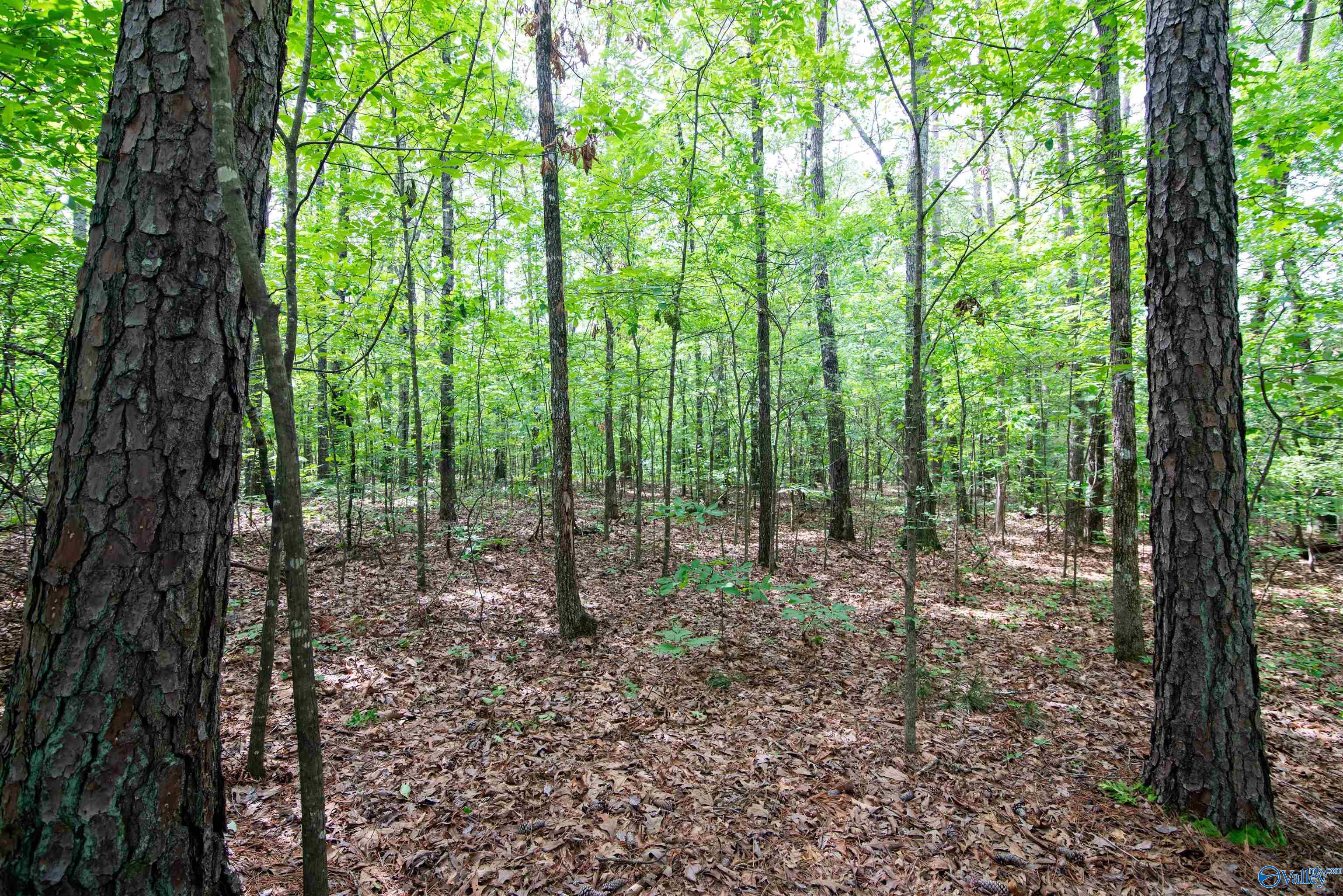 1.6 Norris Mill Road, Hartselle, Alabama image 1