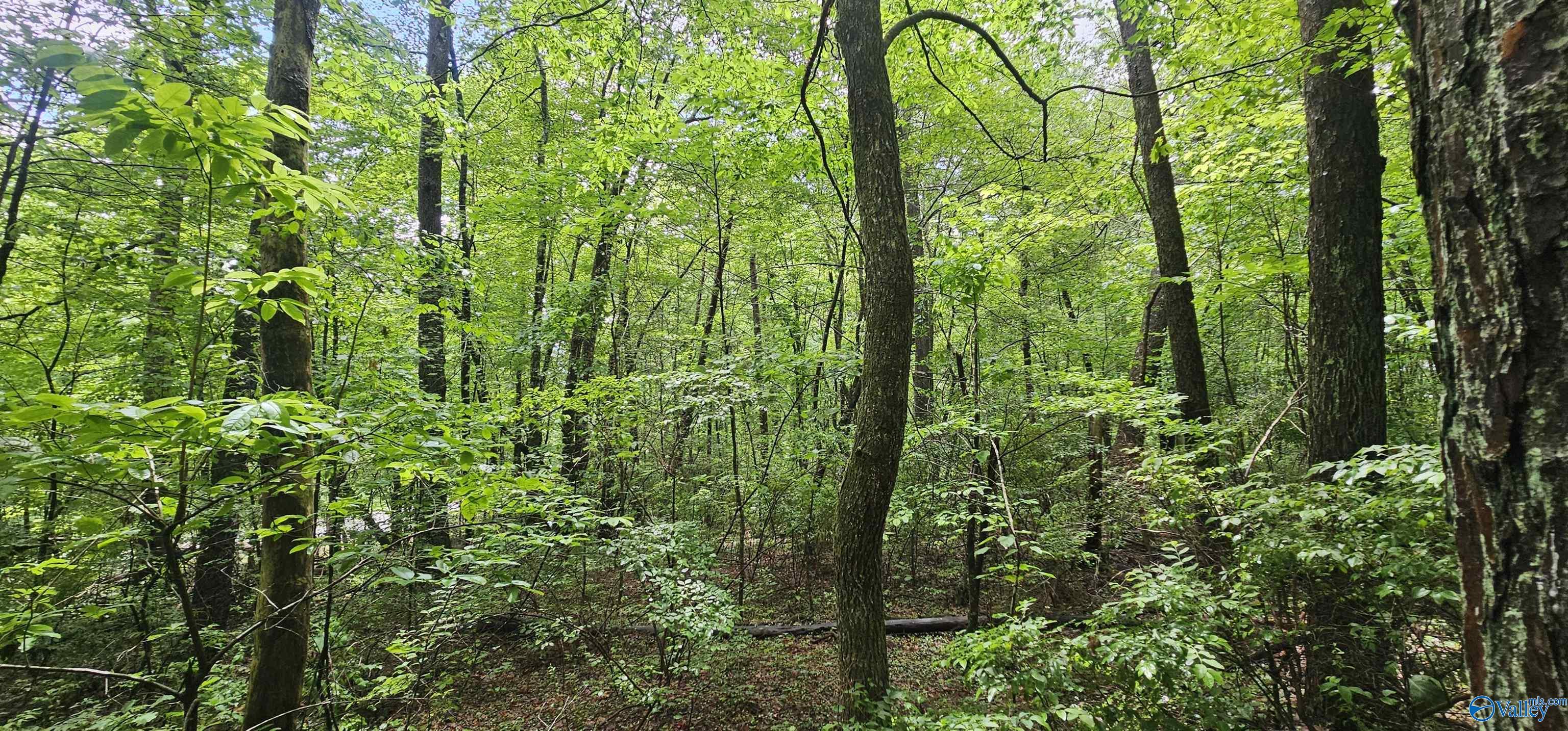 3 +/- Acres County Road 106, Mentone, Alabama image 19