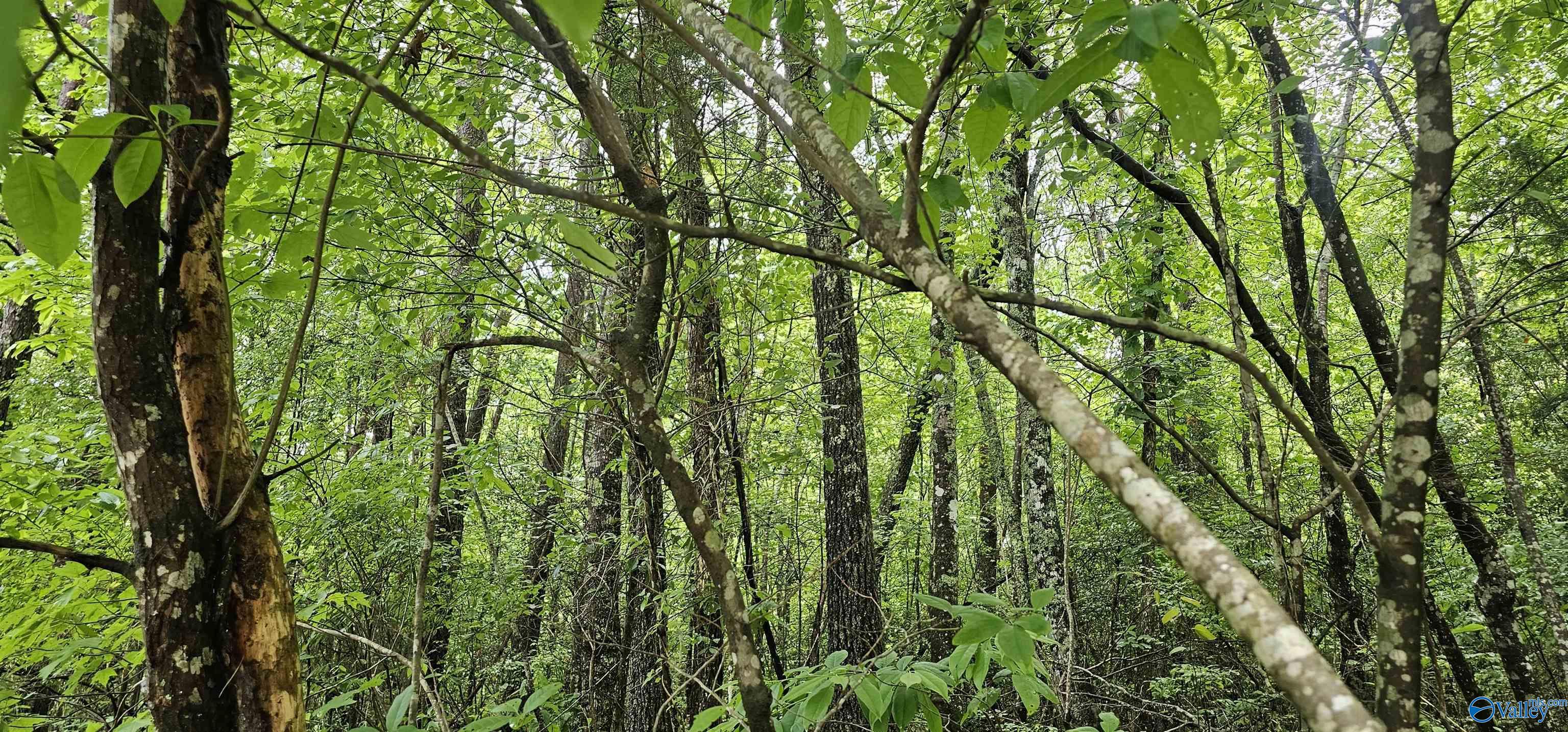 3 +/- Acres County Road 106, Mentone, Alabama image 10