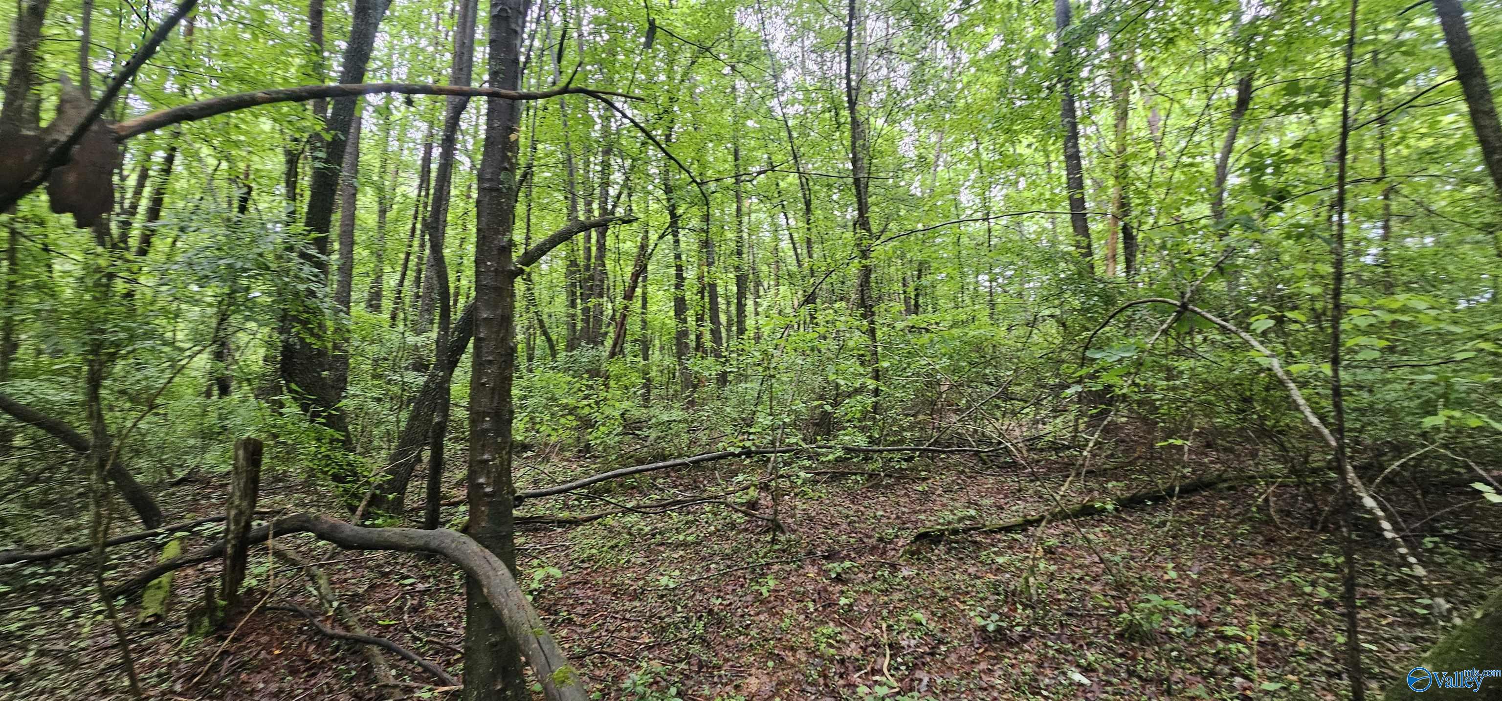 3 +/- Acres County Road 106, Mentone, Alabama image 24