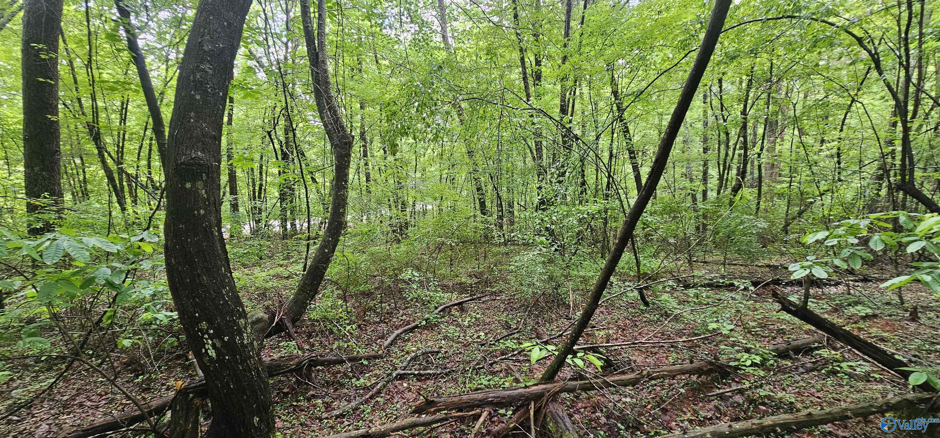 3 +/- Acres County Road 106, Mentone, Alabama image 25