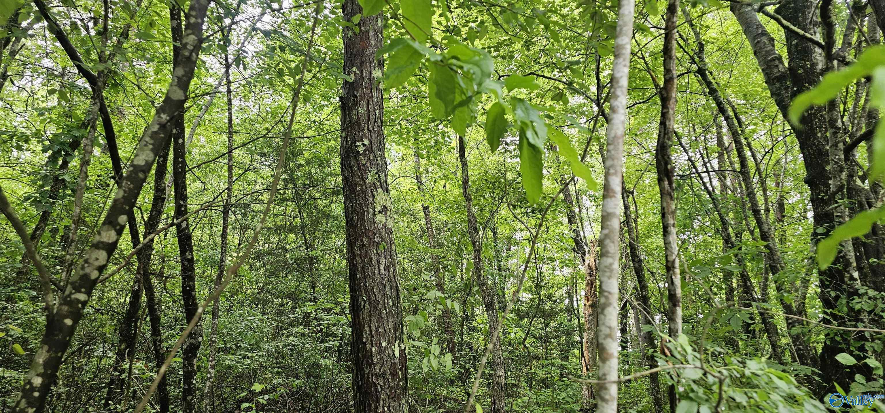3 +/- Acres County Road 106, Mentone, Alabama image 11
