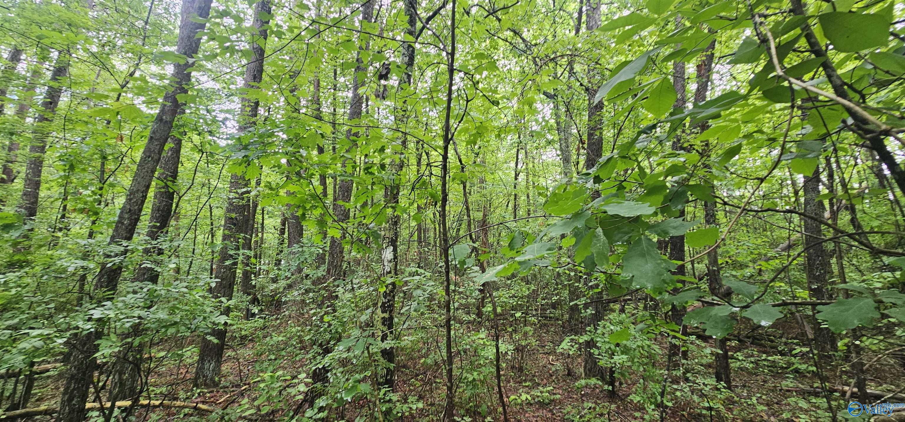 3 +/- Acres County Road 106, Mentone, Alabama image 16