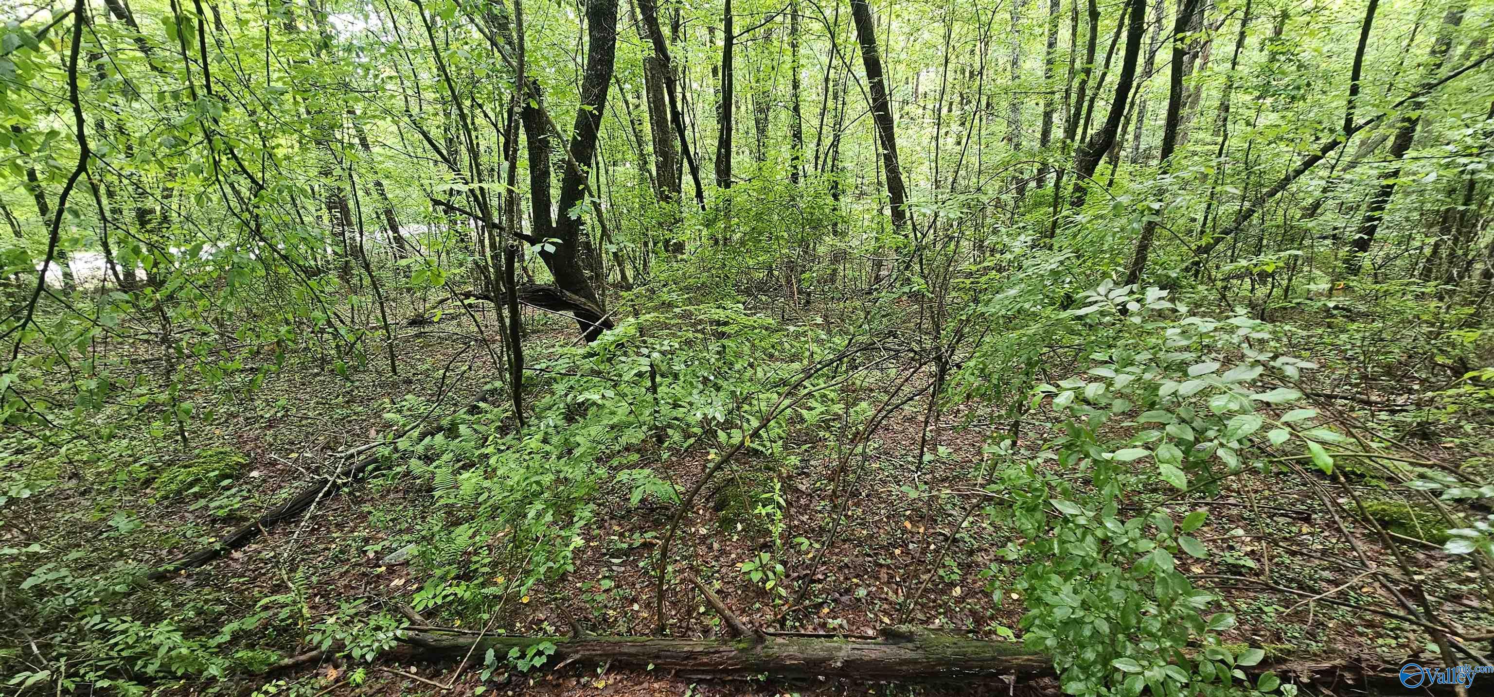 3 +/- Acres County Road 106, Mentone, Alabama image 26