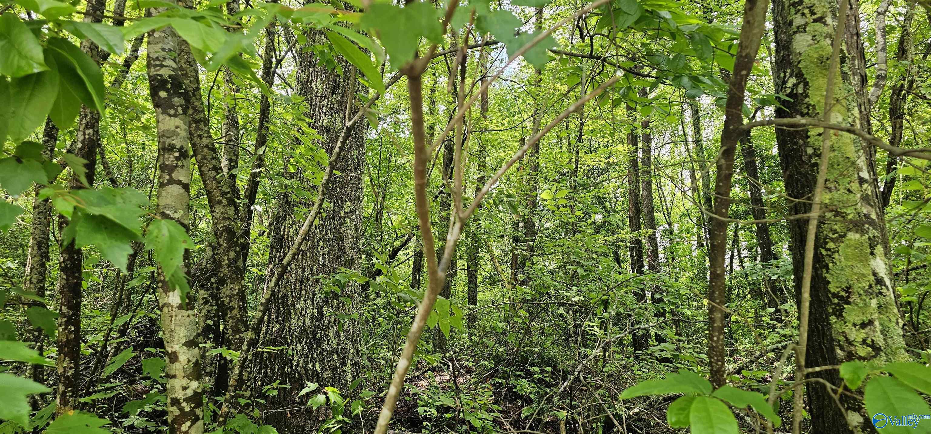 3 +/- Acres County Road 106, Mentone, Alabama image 8