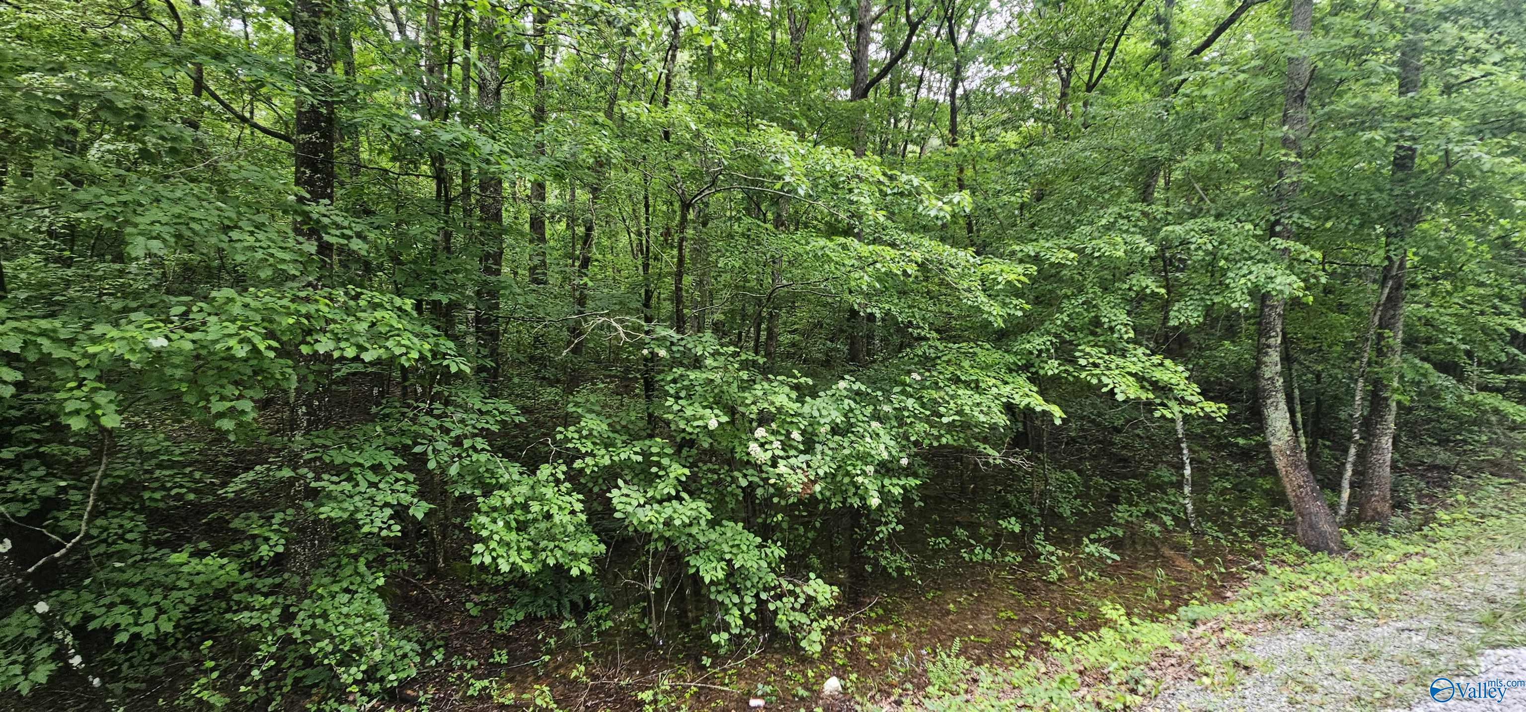 3 +/- Acres County Road 106, Mentone, Alabama image 43