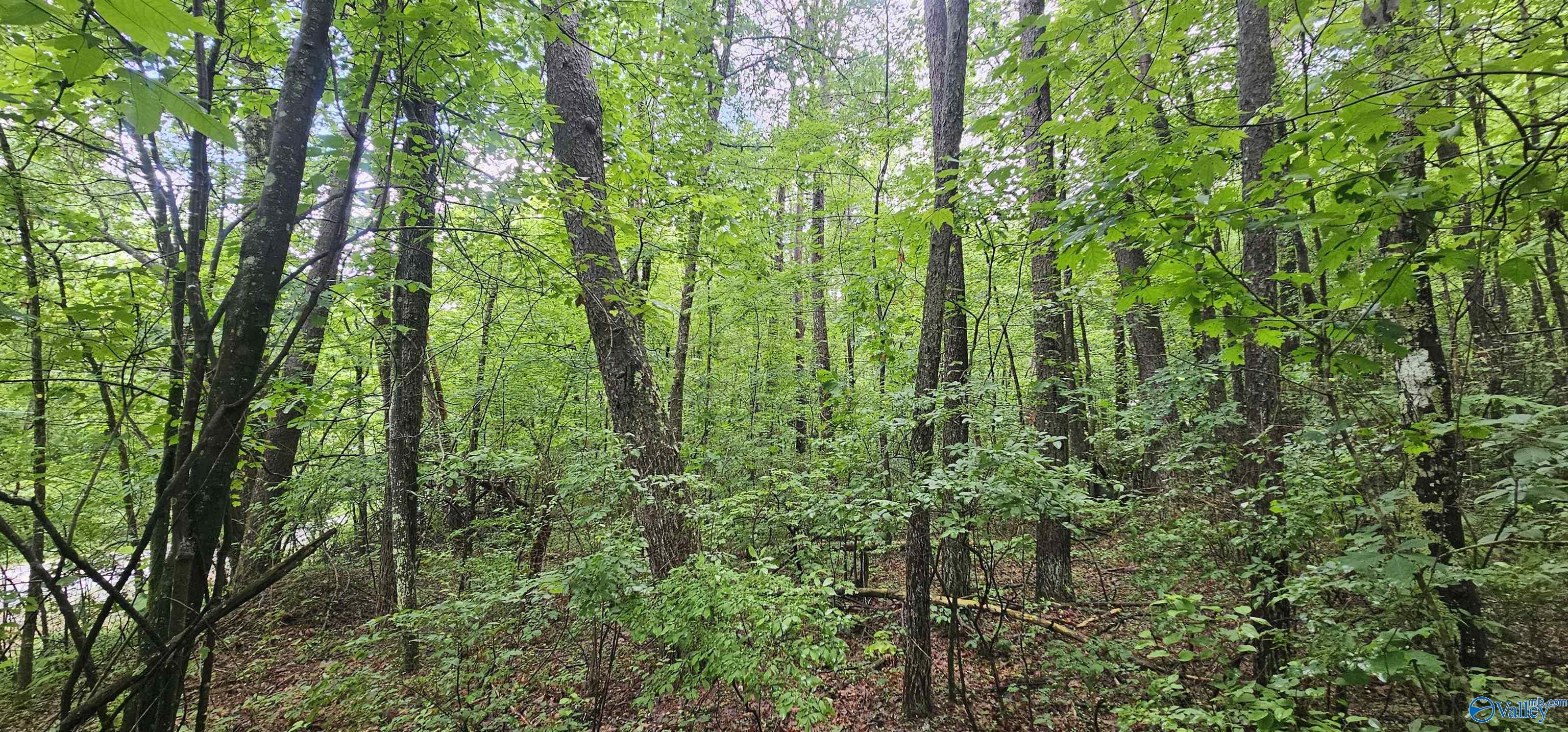 3 +/- Acres County Road 106, Mentone, Alabama image 15