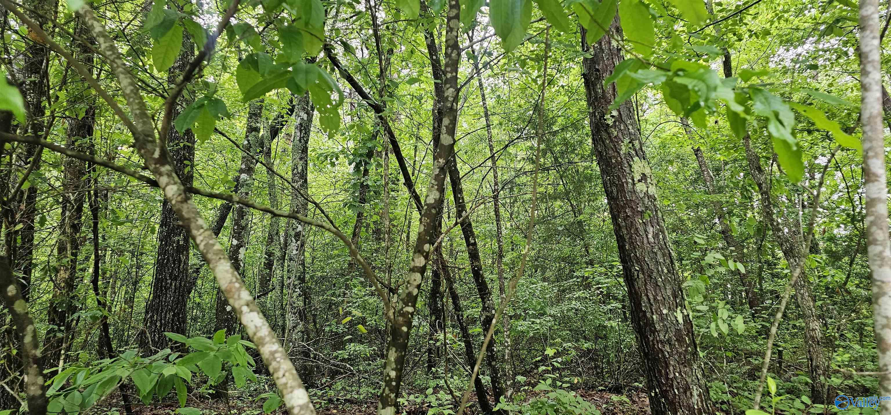3 +/- Acres County Road 106, Mentone, Alabama image 9