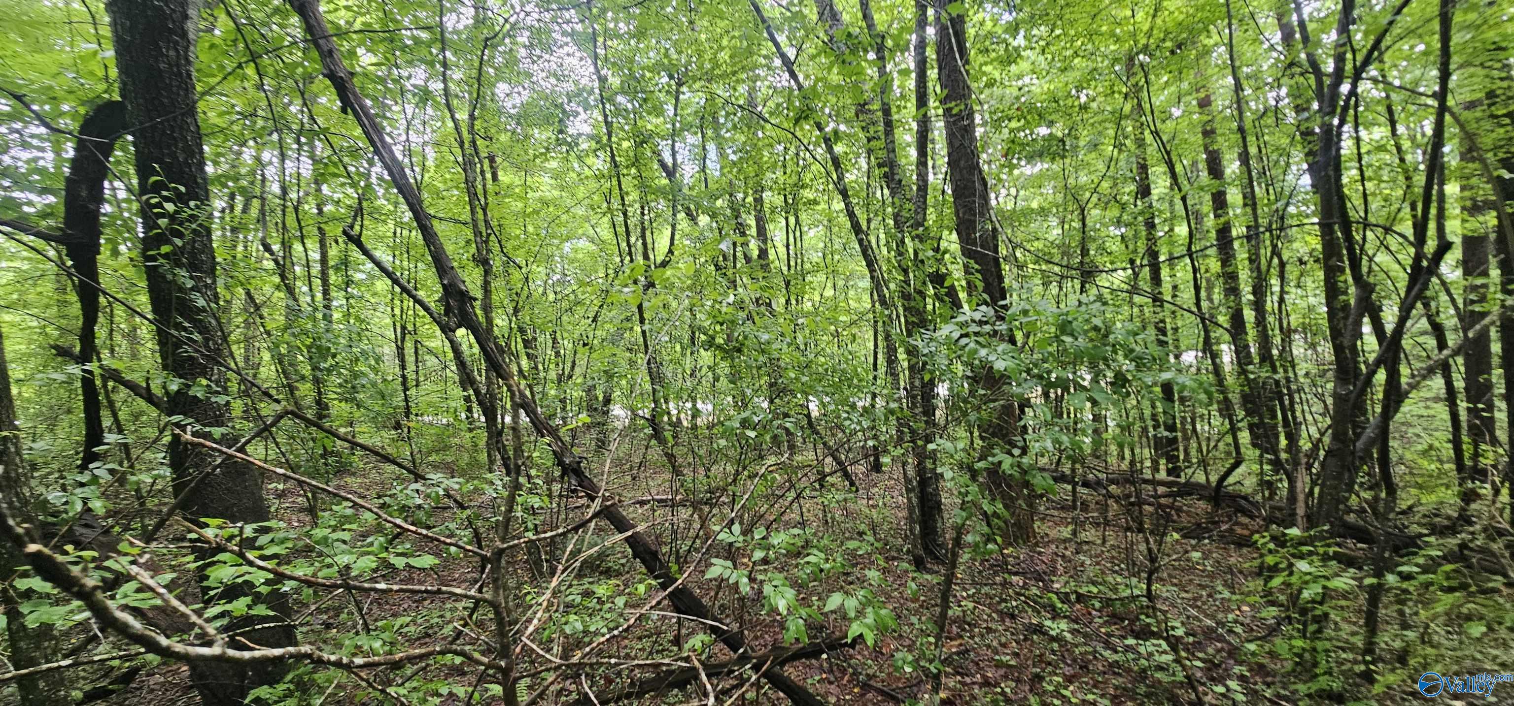 3 +/- Acres County Road 106, Mentone, Alabama image 32