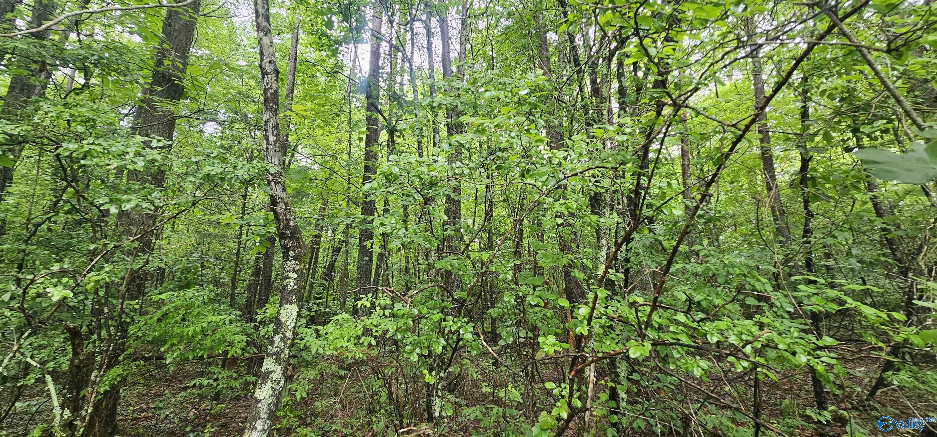 3 +/- Acres County Road 106, Mentone, Alabama image 14