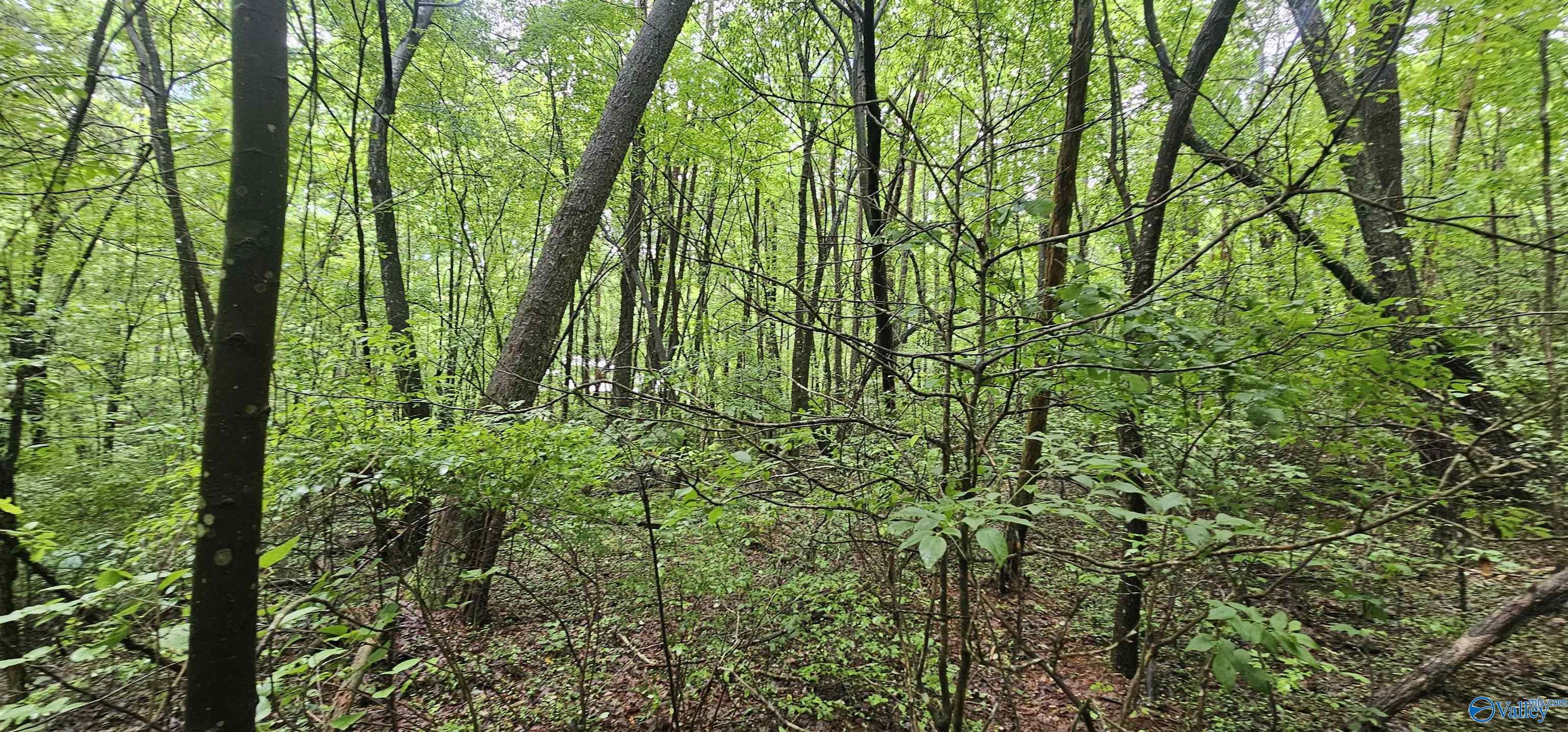 3 +/- Acres County Road 106, Mentone, Alabama image 22