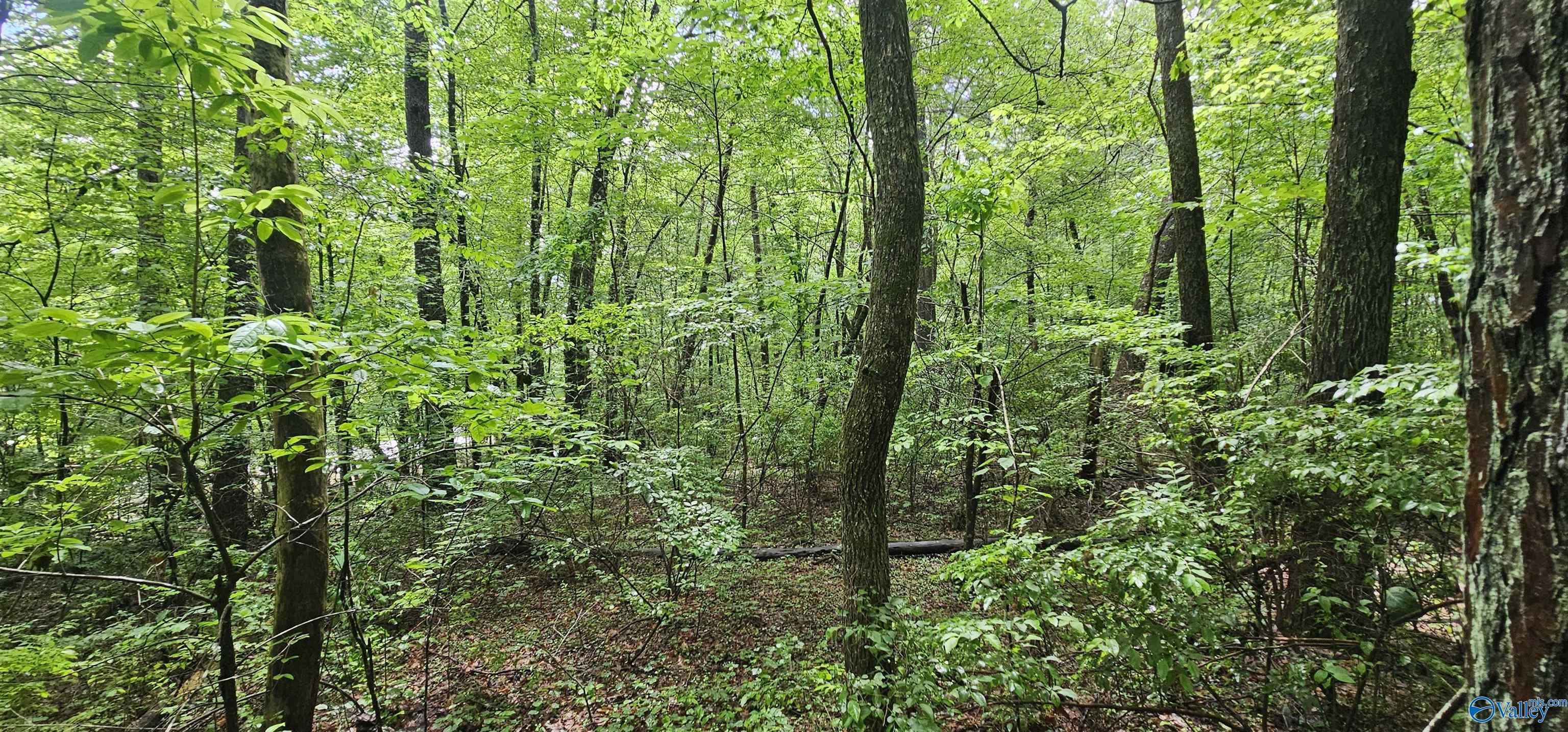 3 +/- Acres County Road 106, Mentone, Alabama image 18