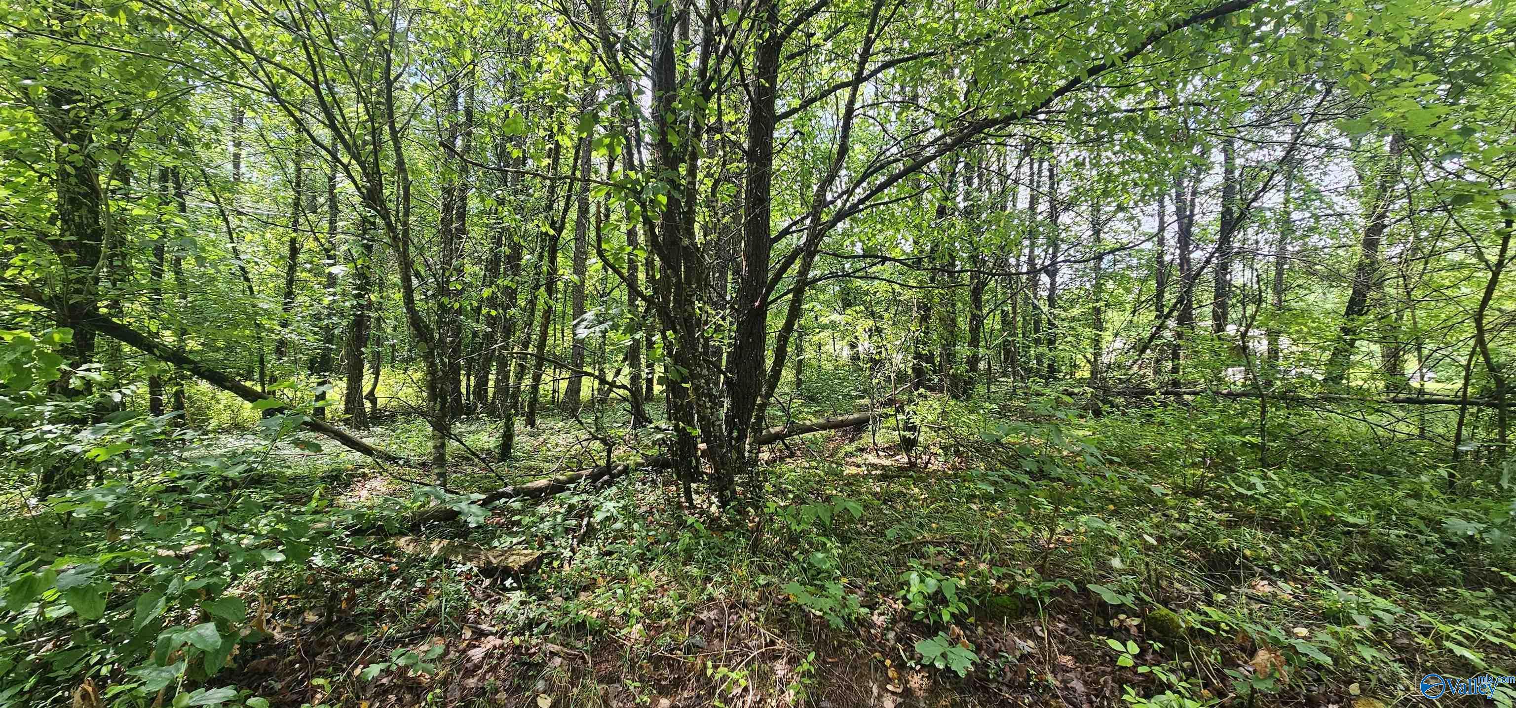 3 +/- Acres County Road 106, Mentone, Alabama image 3