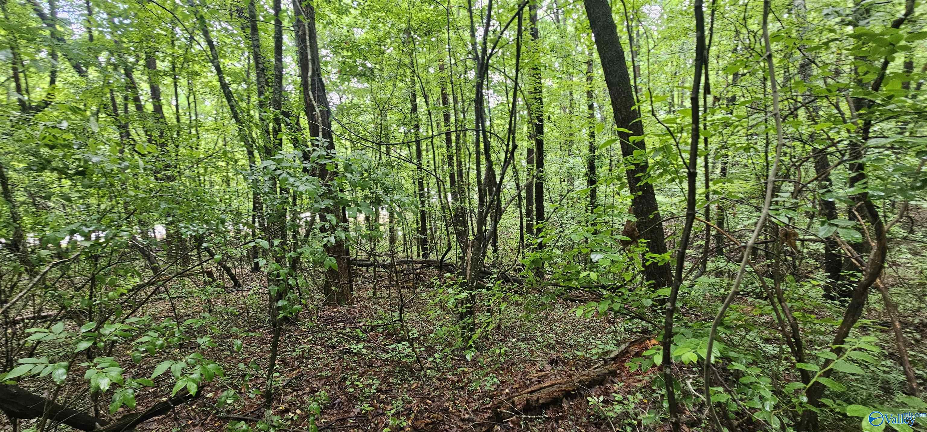 3 +/- Acres County Road 106, Mentone, Alabama image 31