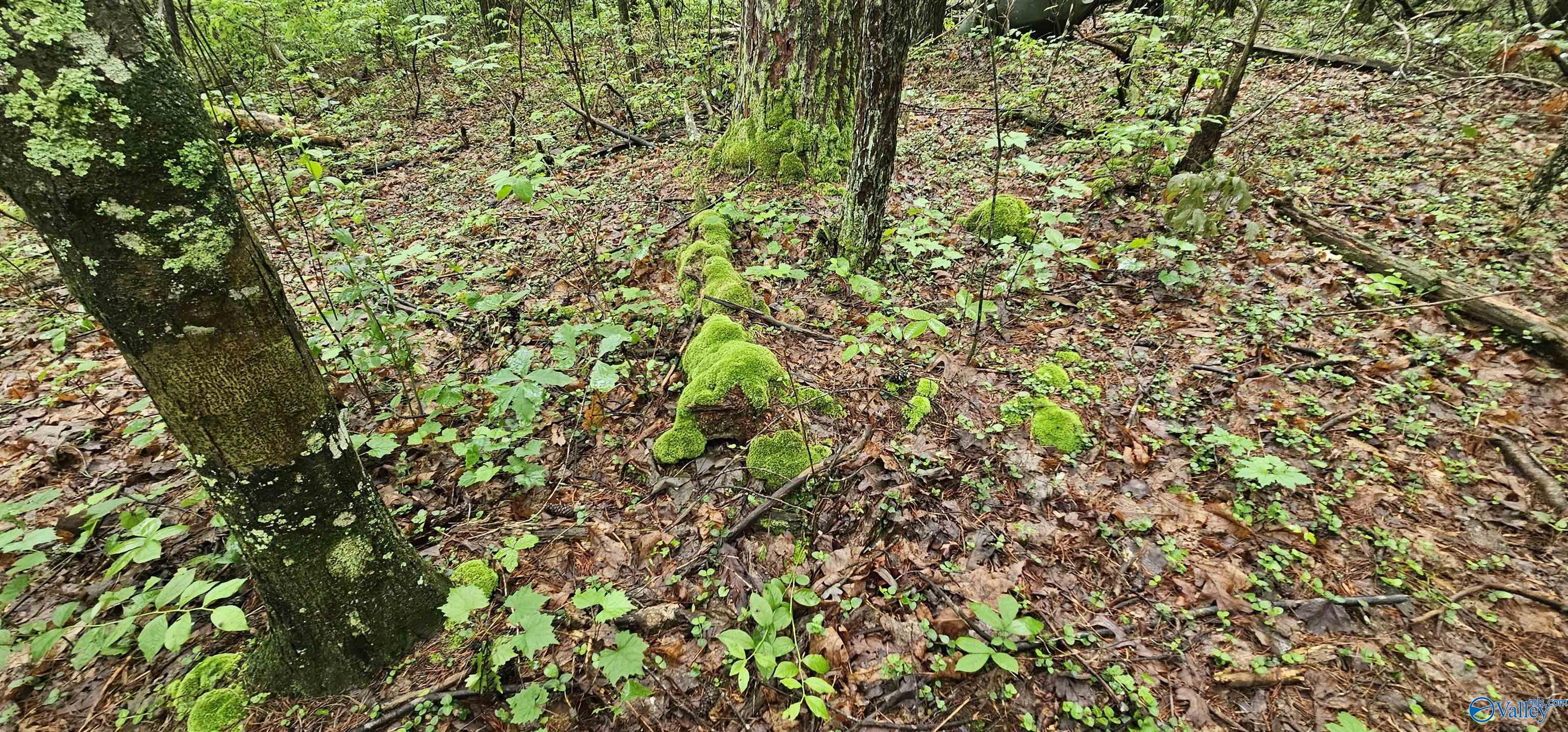 3 +/- Acres County Road 106, Mentone, Alabama image 17