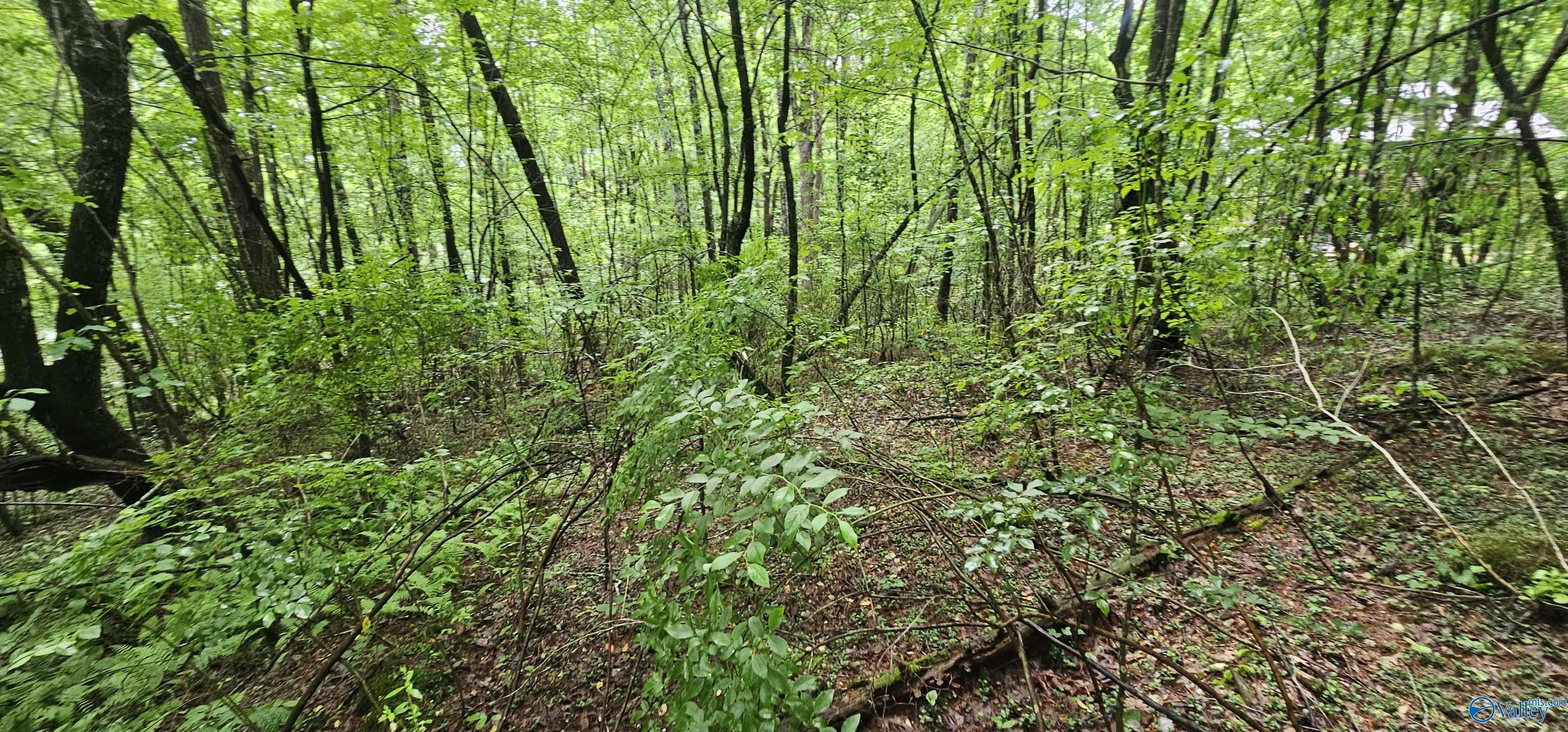 3 +/- Acres County Road 106, Mentone, Alabama image 27