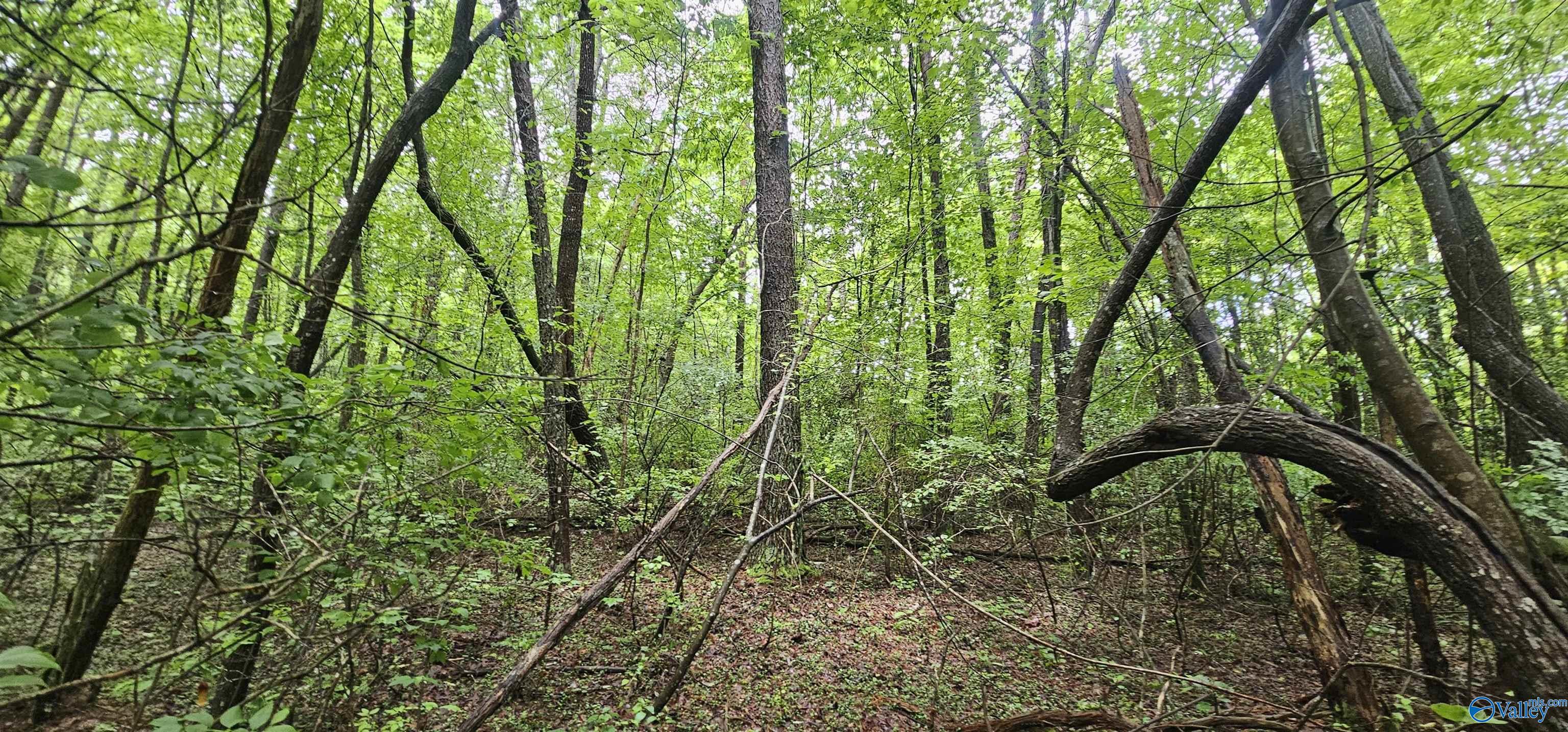 3 +/- Acres County Road 106, Mentone, Alabama image 23