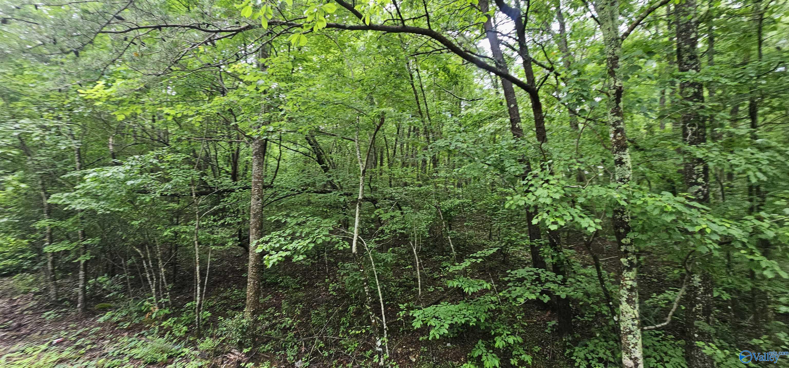 3 +/- Acres County Road 106, Mentone, Alabama image 44