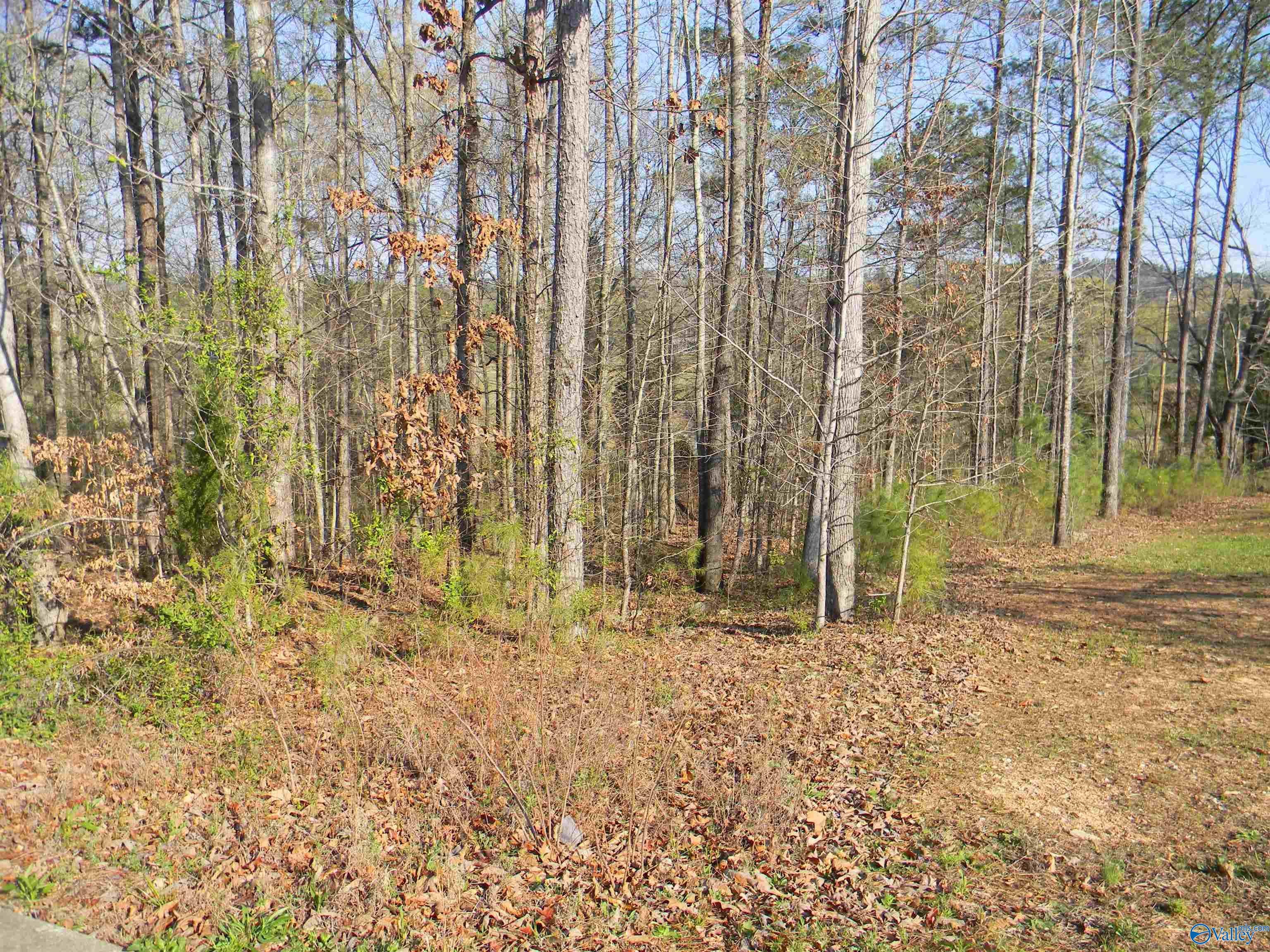 Lot 1 Cade Circle, Leesburg, Alabama image 1