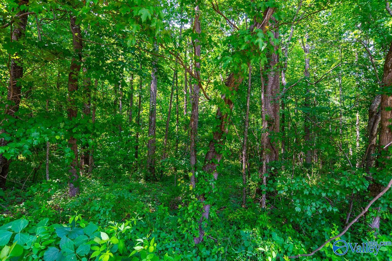 Bobo Section Bobo Section Road, Hazel Green, Alabama image 8
