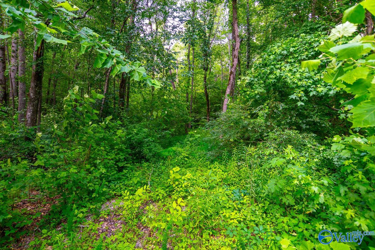 Bobo Section Bobo Section Road, Hazel Green, Alabama image 3