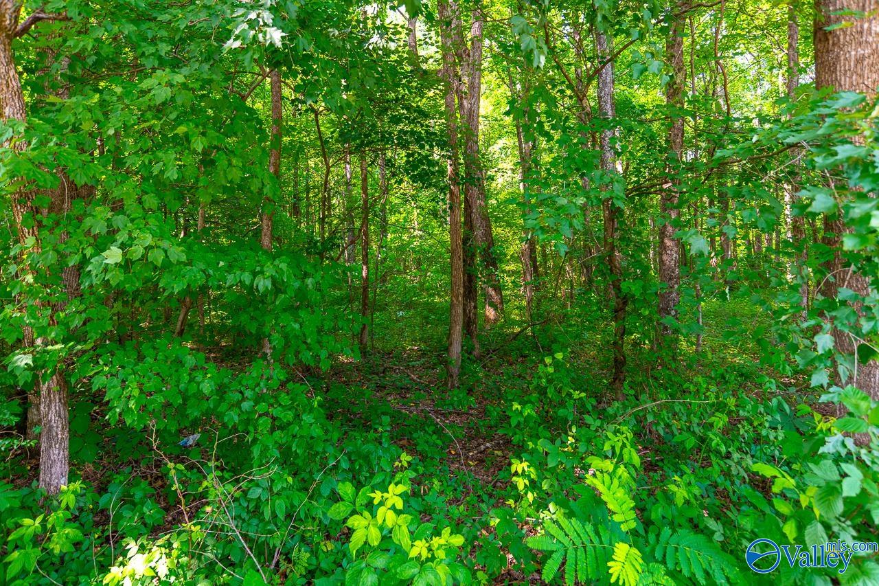 Bobo Section Bobo Section Road, Hazel Green, Alabama image 9