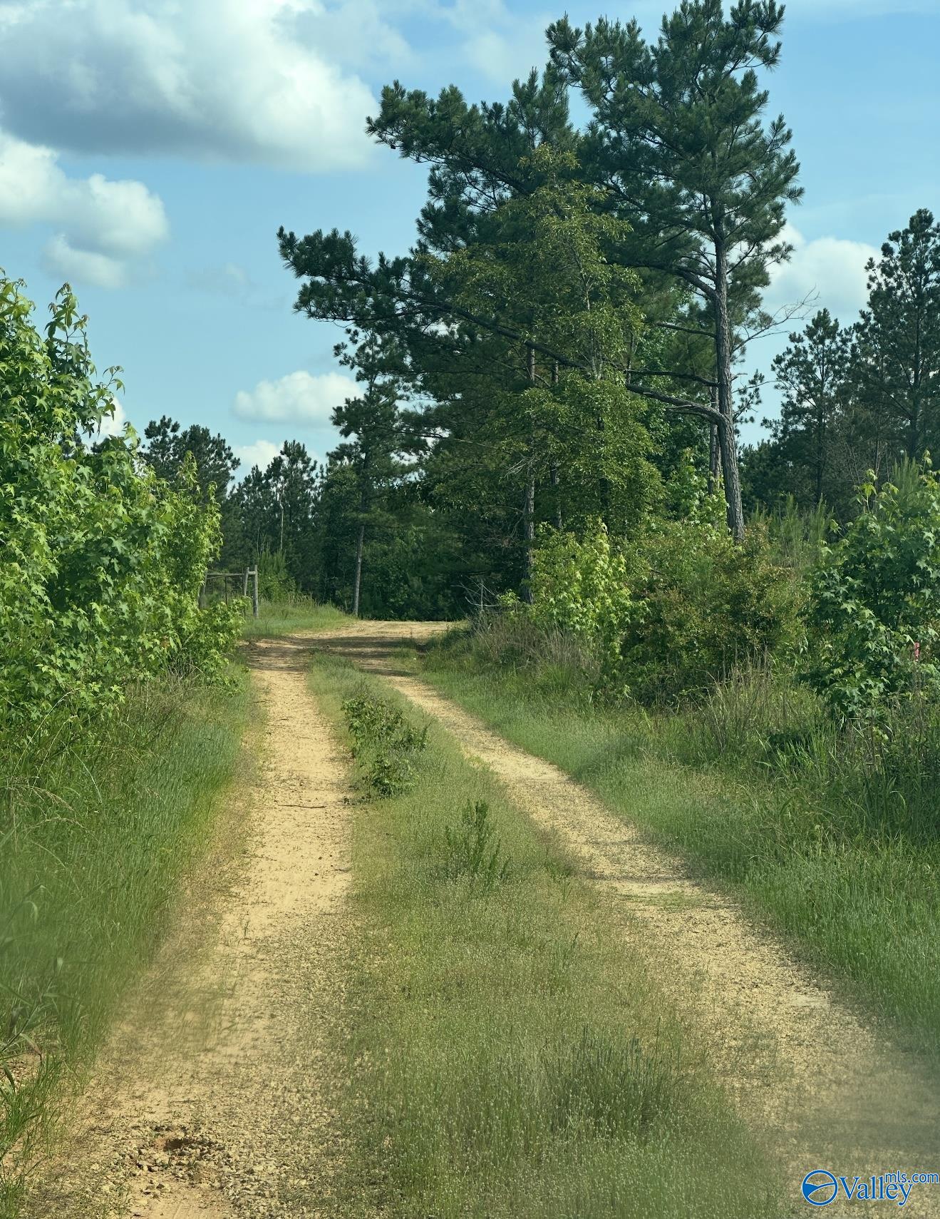 5.17 Acre Lot#5 Kuydendall Road, Winfield, Alabama image 22
