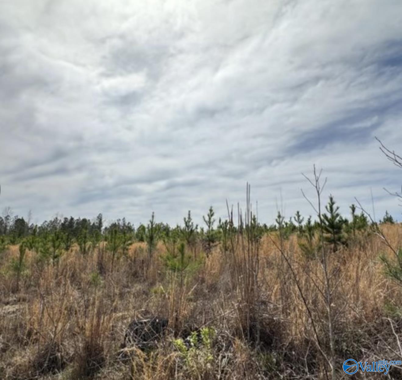 5.17 Acre Lot#5 Kuydendall Road, Winfield, Alabama image 9