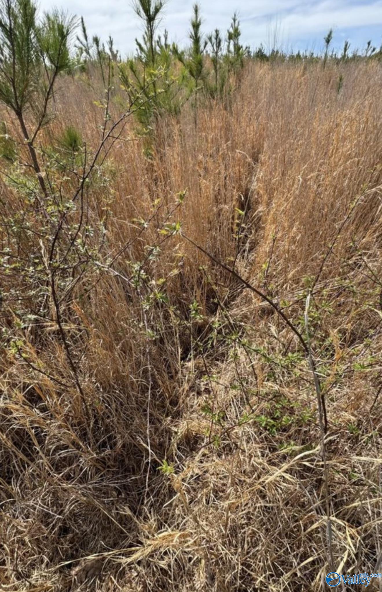 5.17 Acre Lot#5 Kuydendall Road, Winfield, Alabama image 8