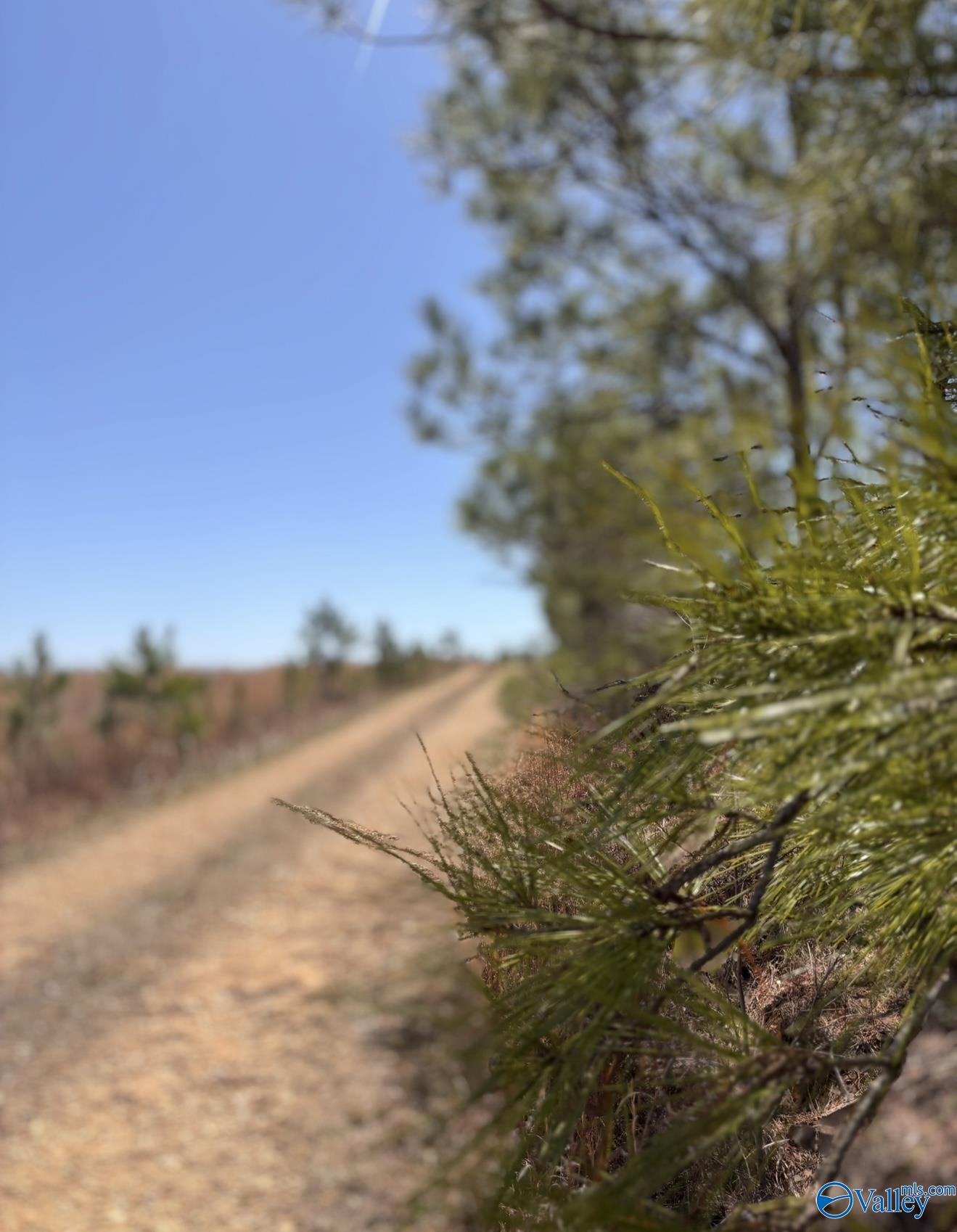 5.17 Acre Lot#5 Kuydendall Road, Winfield, Alabama image 12