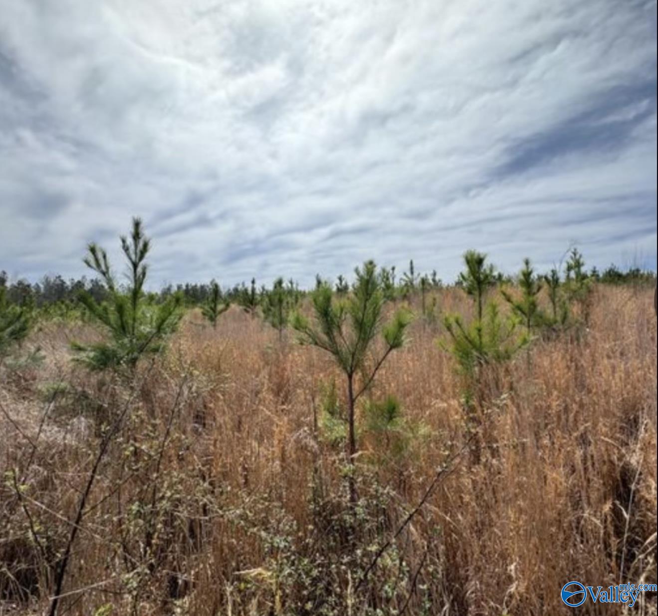 5.17 Acre Lot#5 Kuydendall Road, Winfield, Alabama image 7