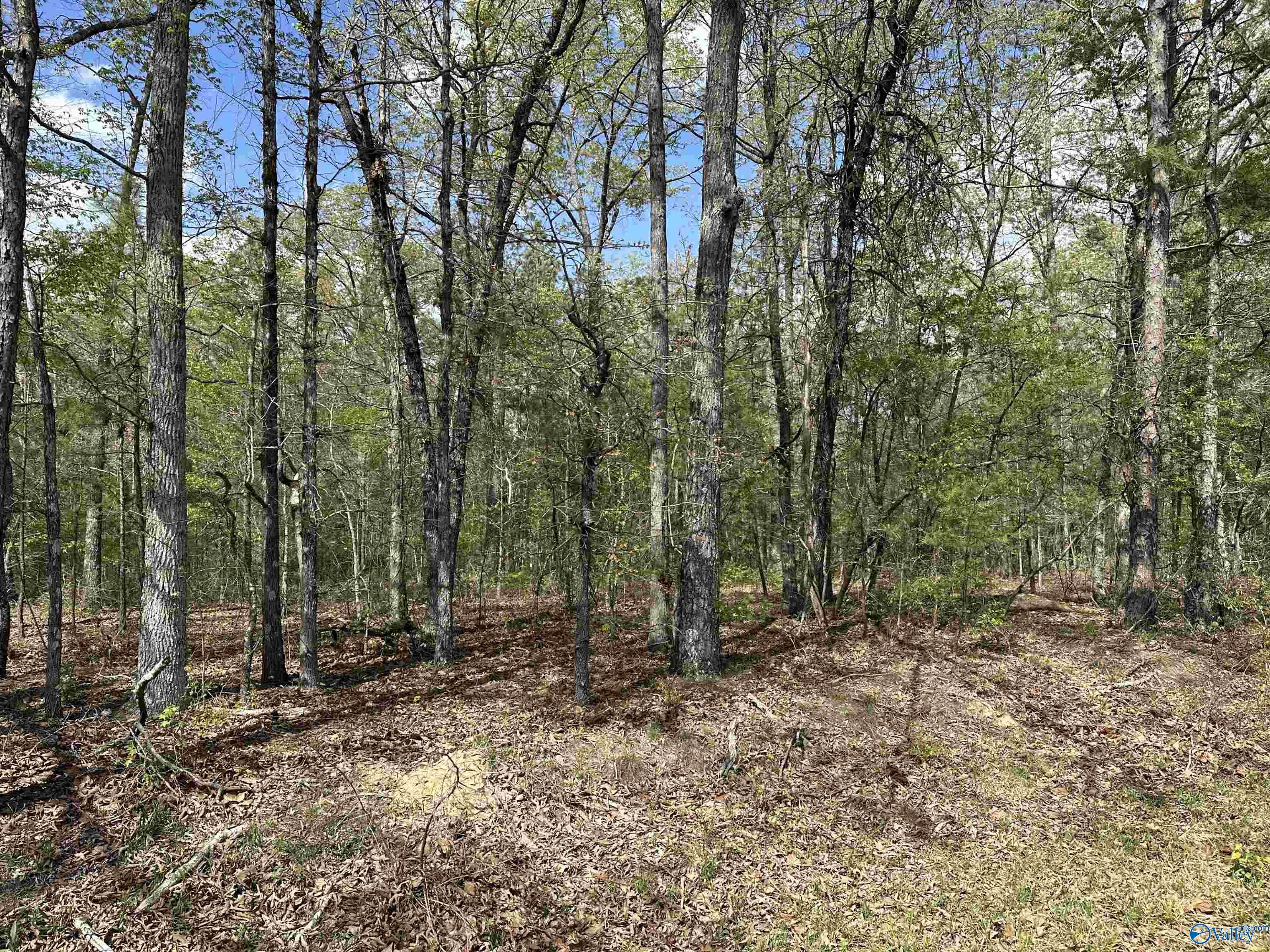 500 Northwood Drive, Centre, Alabama image 2