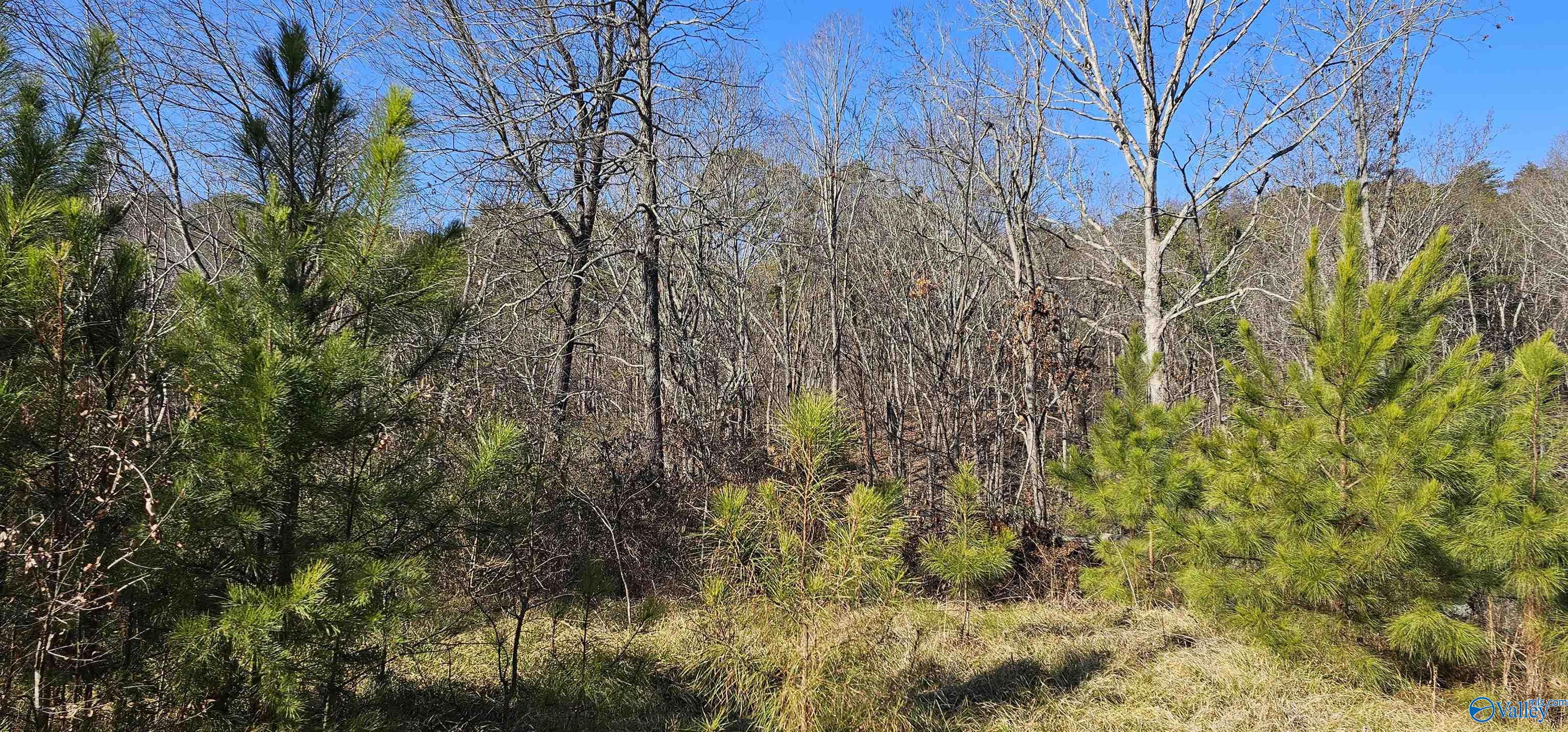 .36+/- Acre Lot Park Road, Fort Payne, Alabama image 2