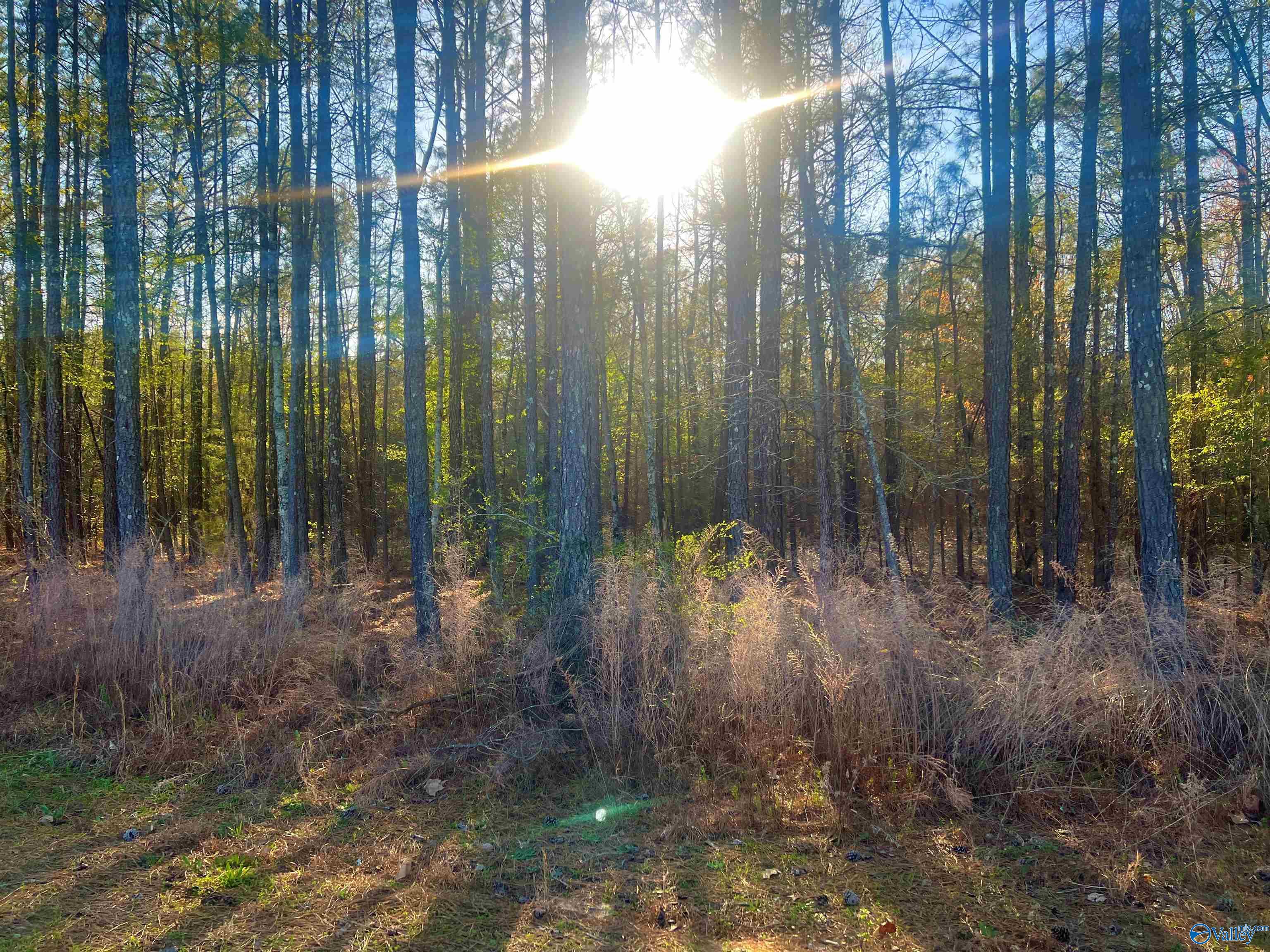 Lot 2 Summer Breeze Drive, Cedar Bluff, Alabama image 2