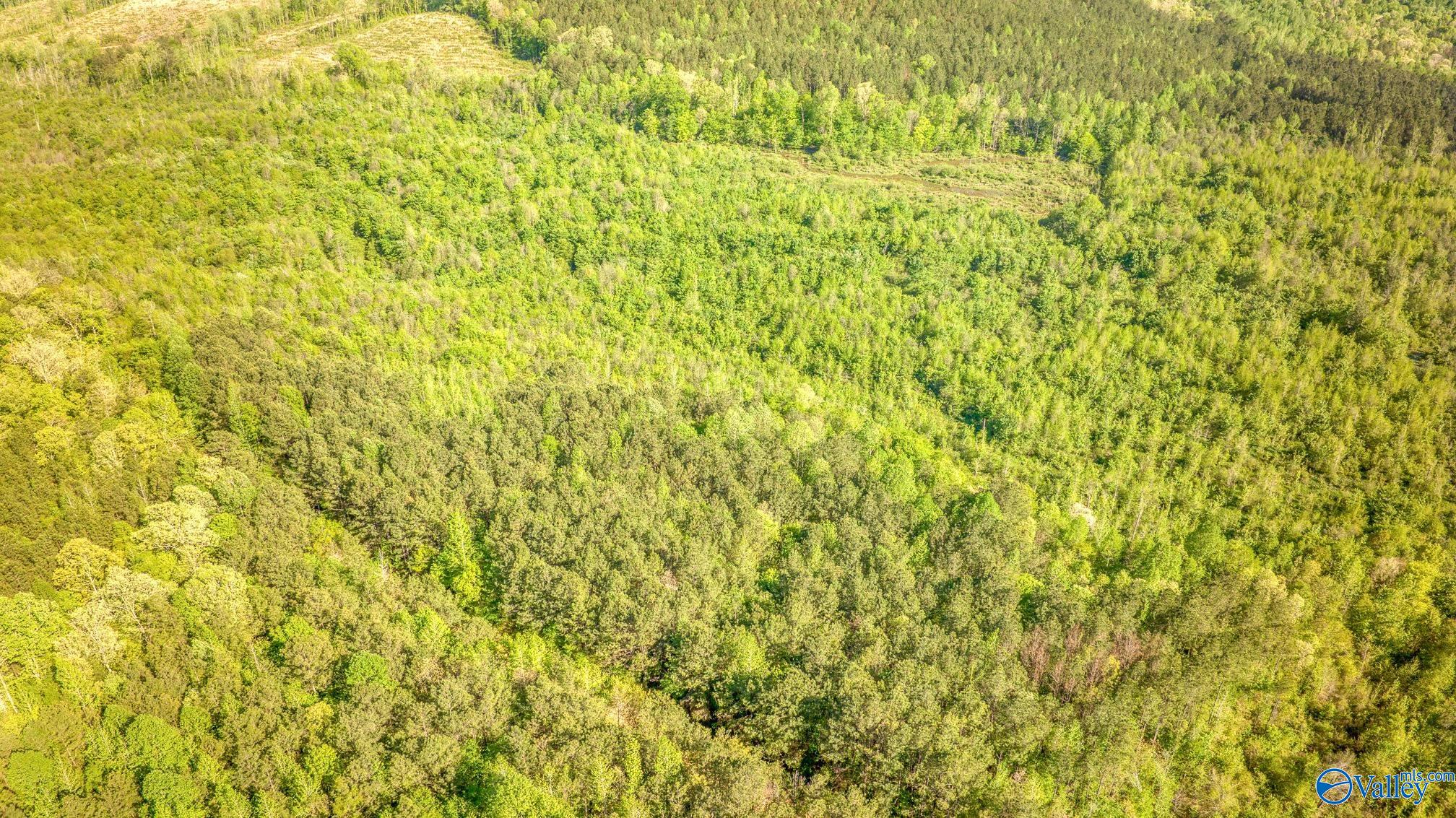 87 Acres Kay Hollis Road, Beaverton, Alabama image 10