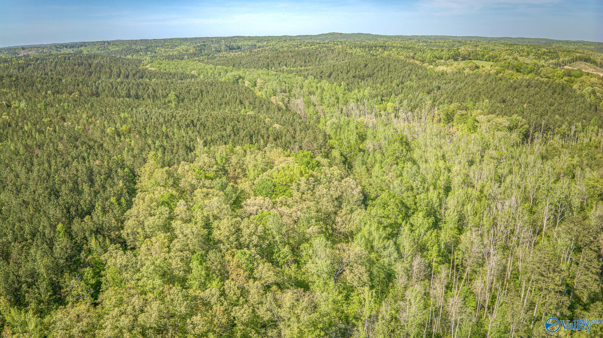 87 Acres Kay Hollis Road, Beaverton, Alabama image 4