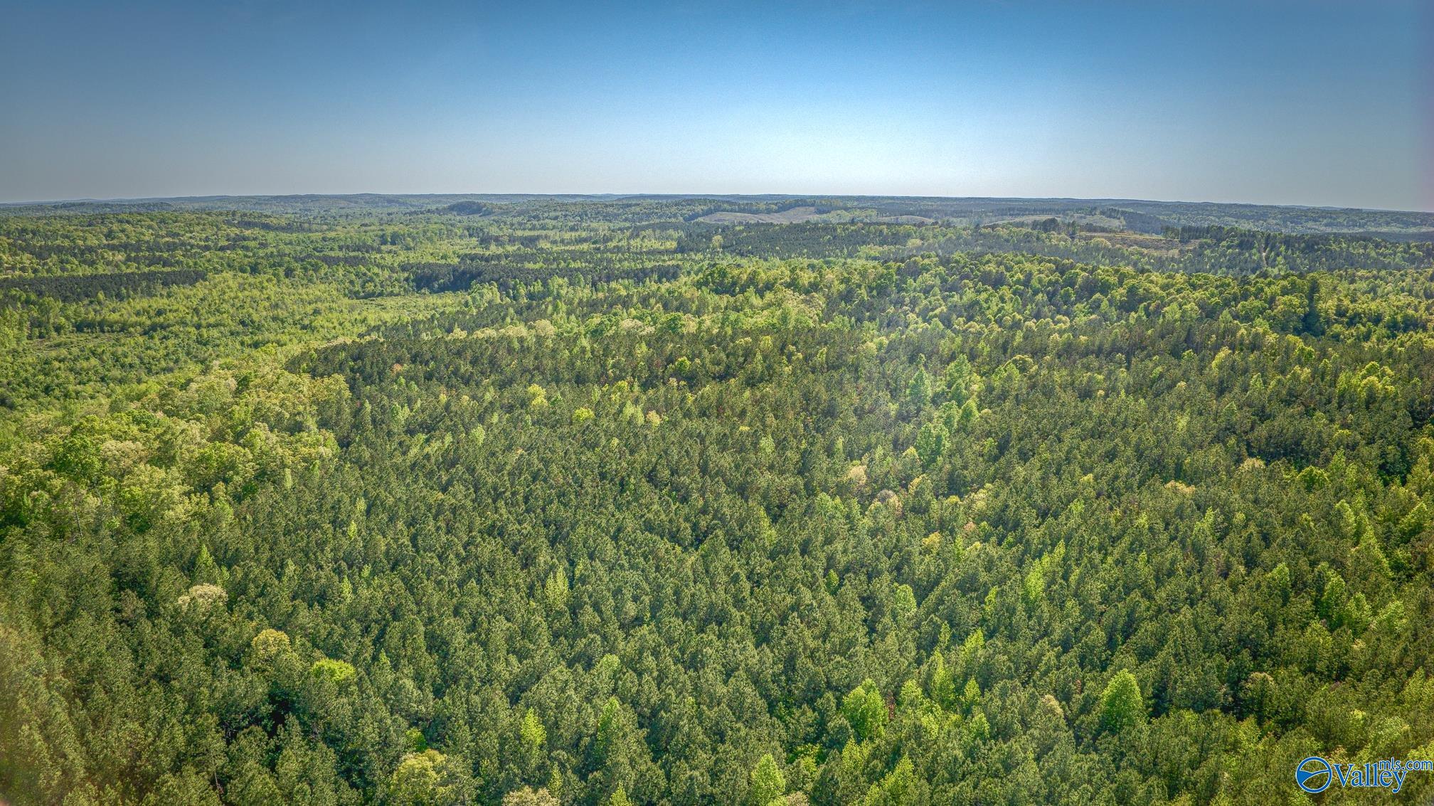87 Acres Kay Hollis Road, Beaverton, Alabama image 6