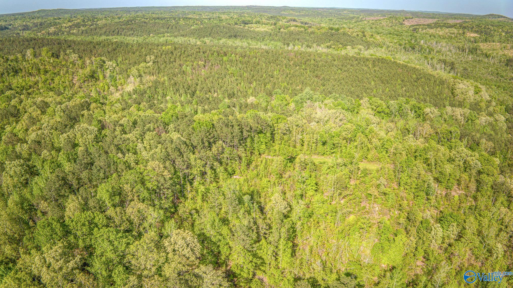 87 Acres Kay Hollis Road, Beaverton, Alabama image 8