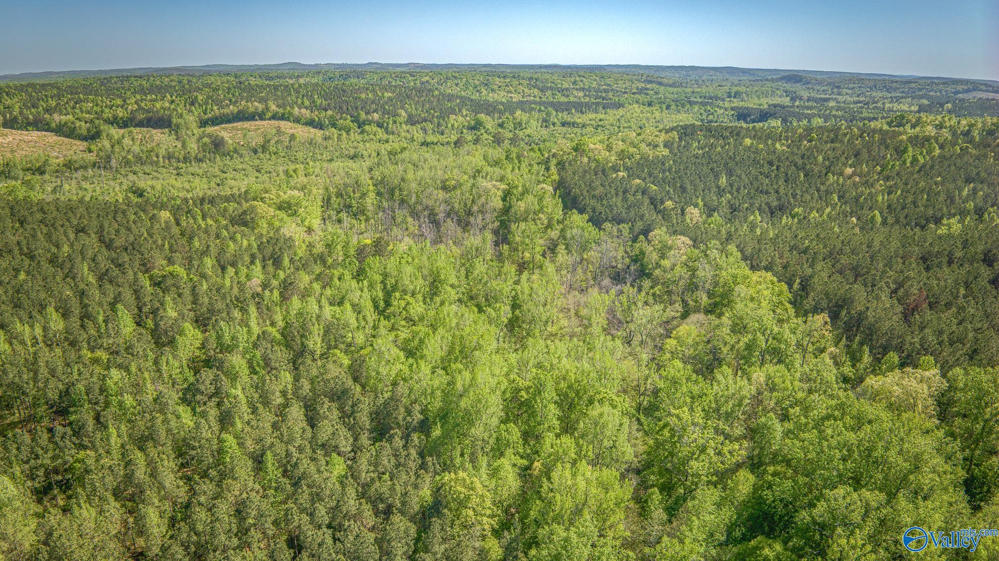 87 Acres Kay Hollis Road, Beaverton, Alabama image 5
