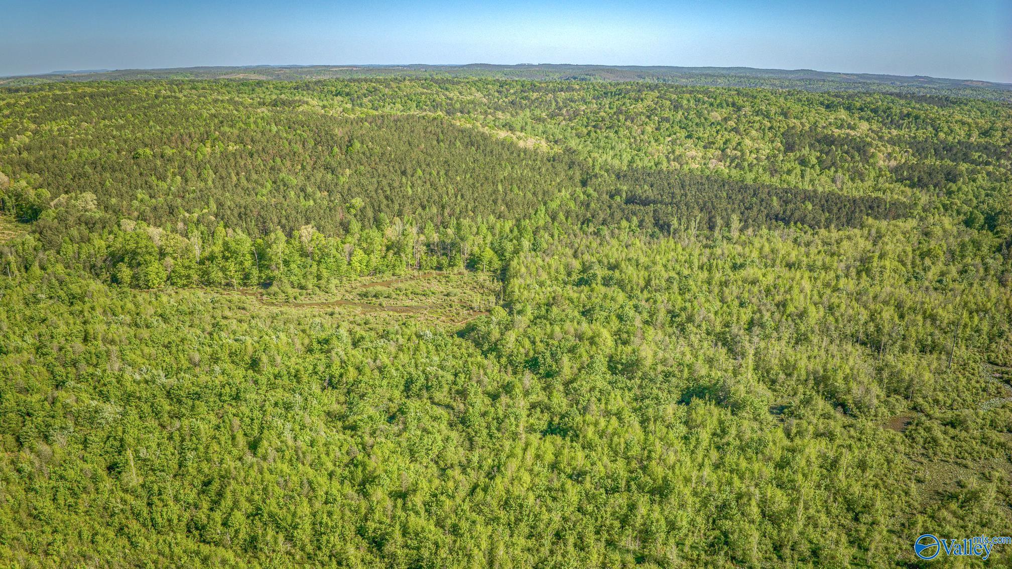 87 Acres Kay Hollis Road, Beaverton, Alabama image 12