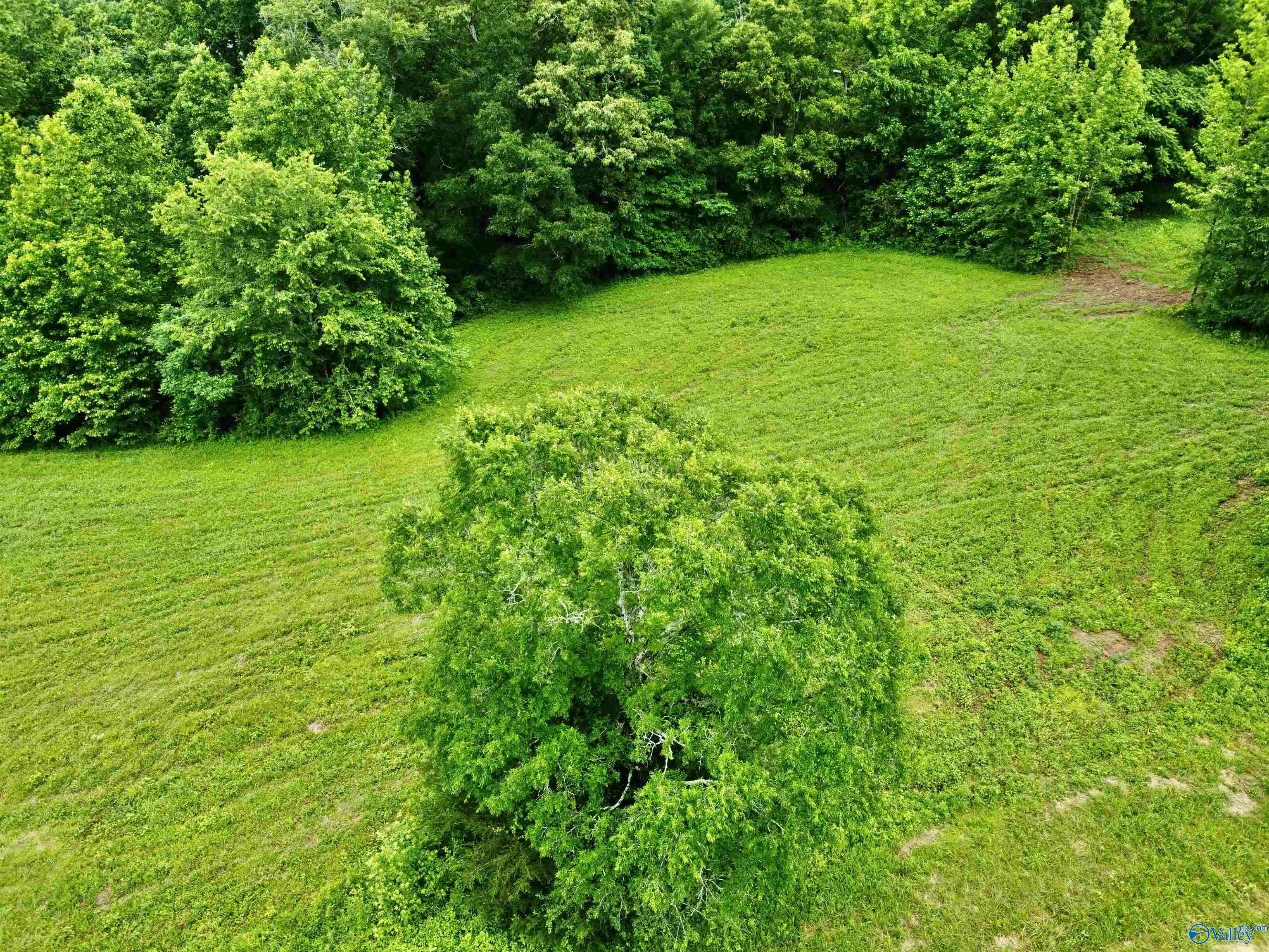 8.5 Acres Compton Street, Elkmont, Alabama image 10