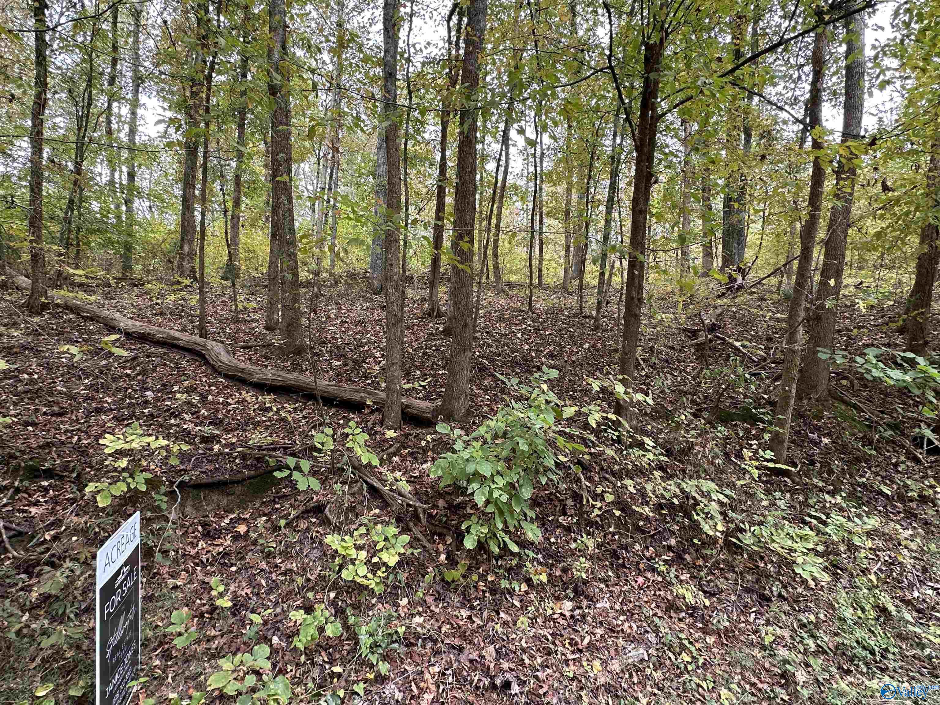 35+/- Acres Alf Harris Road, Prospect, Tennessee image 7