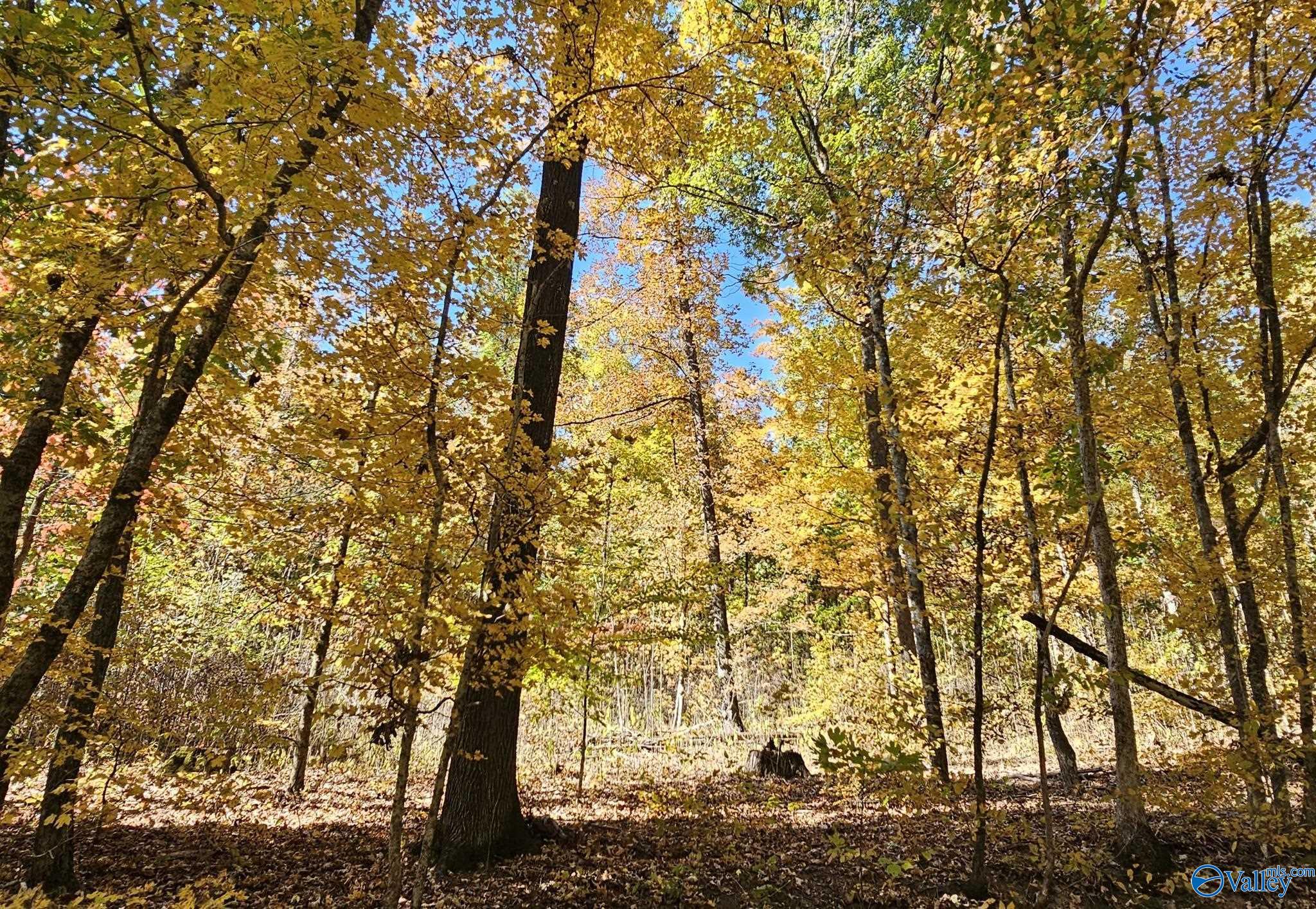 35+/- Acres Alf Harris Road, Prospect, Tennessee image 9