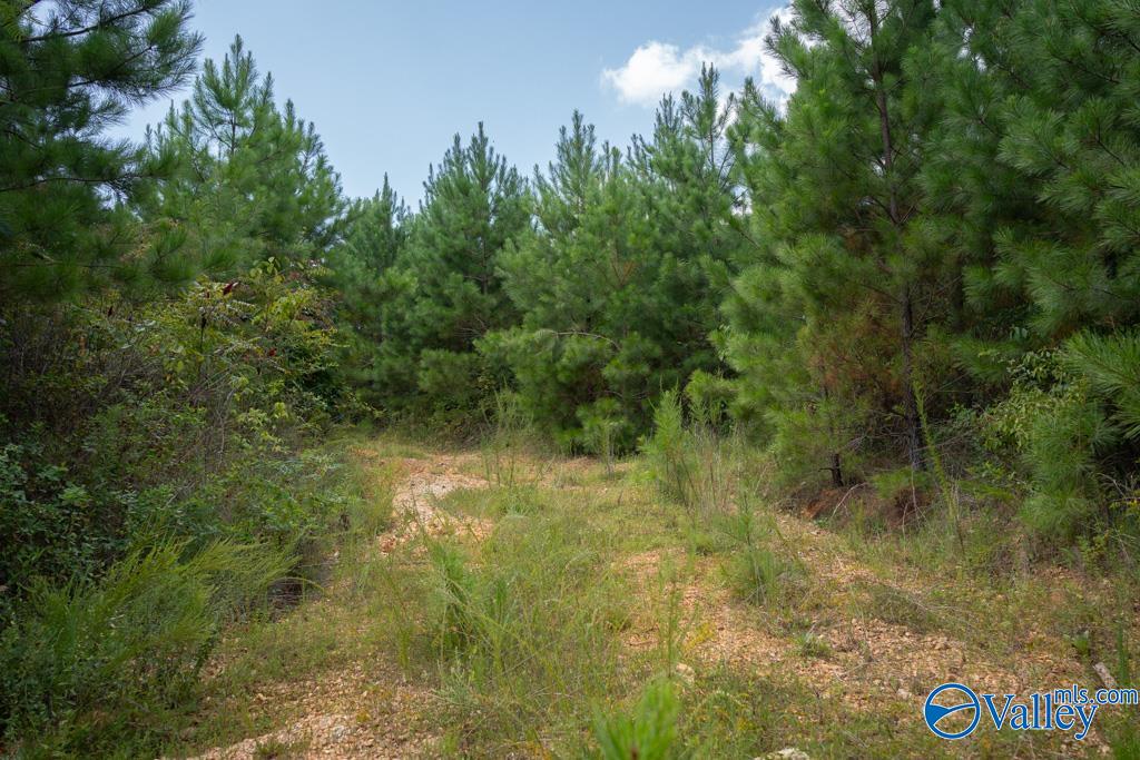 70 Acres Highway 227, Attalla, Alabama image 21